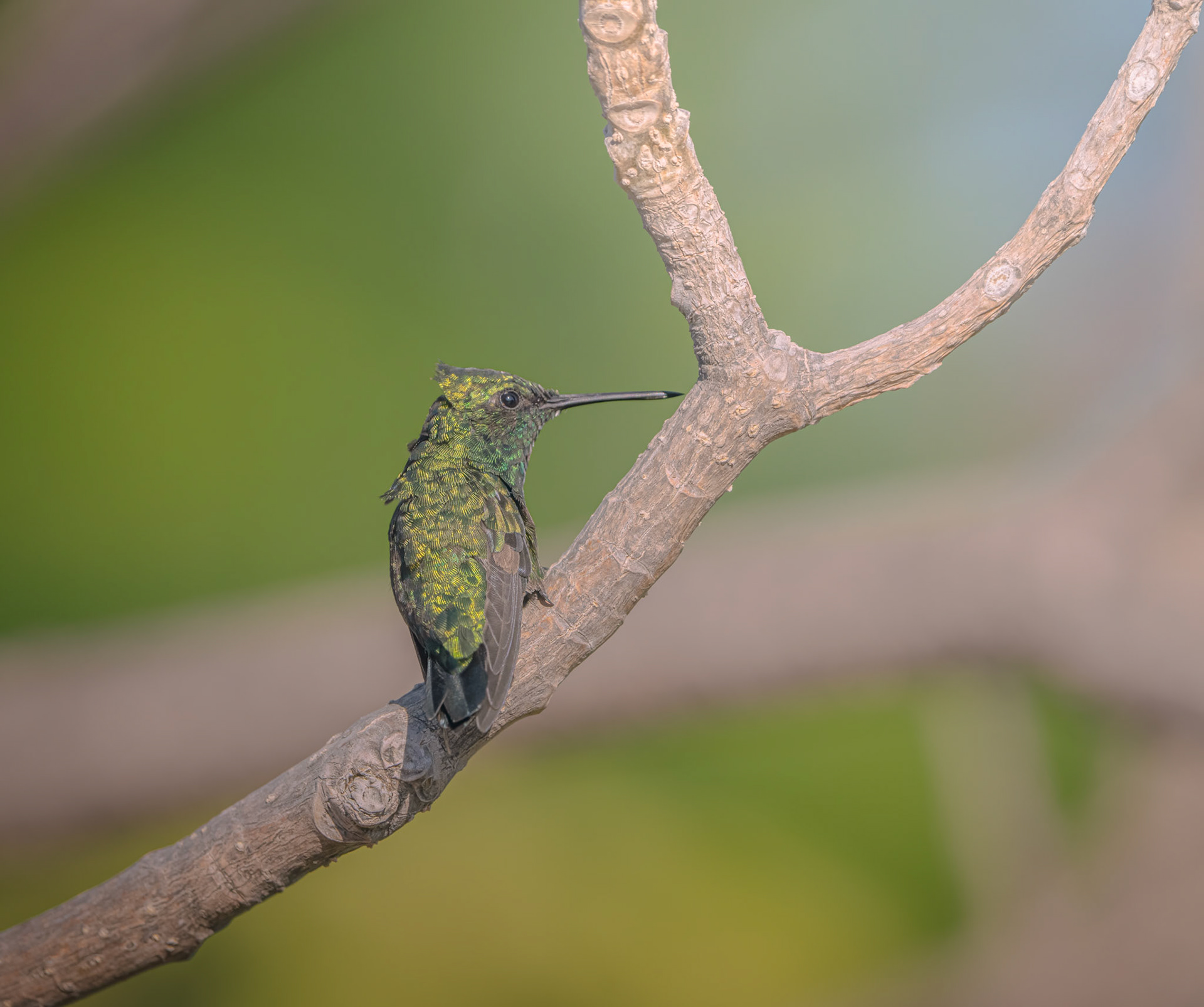 Emerald Hummingbird, Curacao