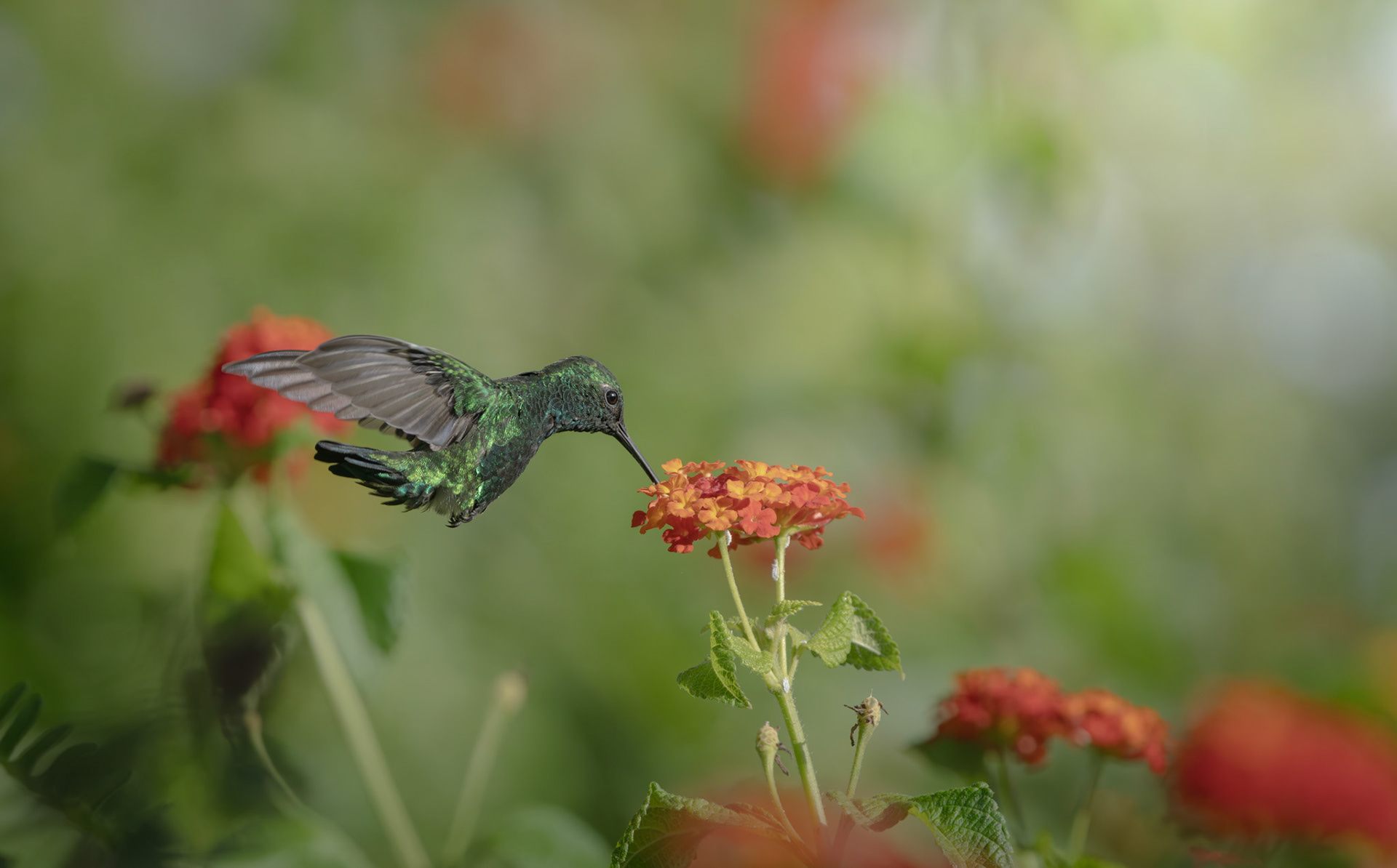 Emerald Hummingbird, Curacao