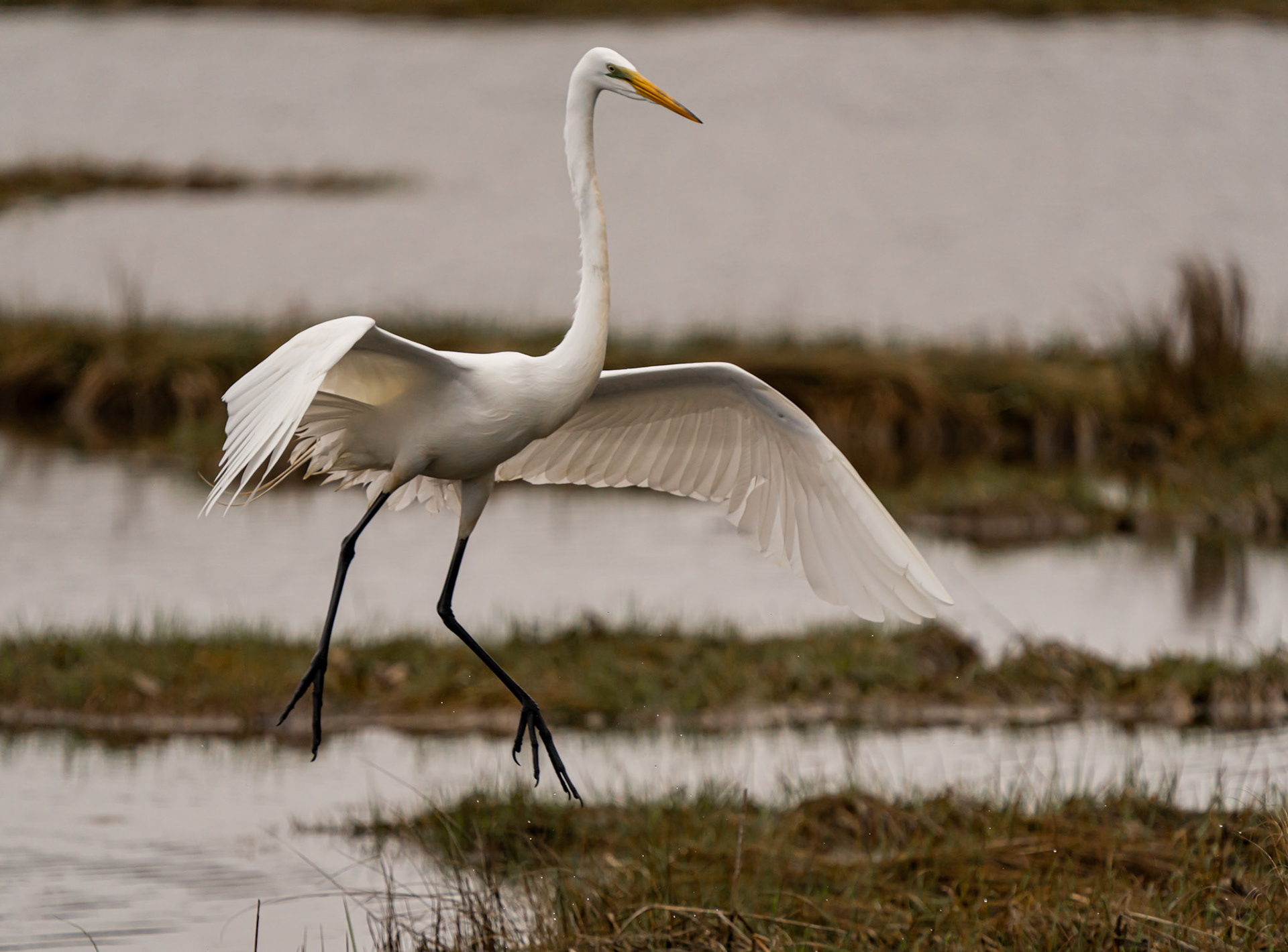 Great Egret. Niantic State Park, CT