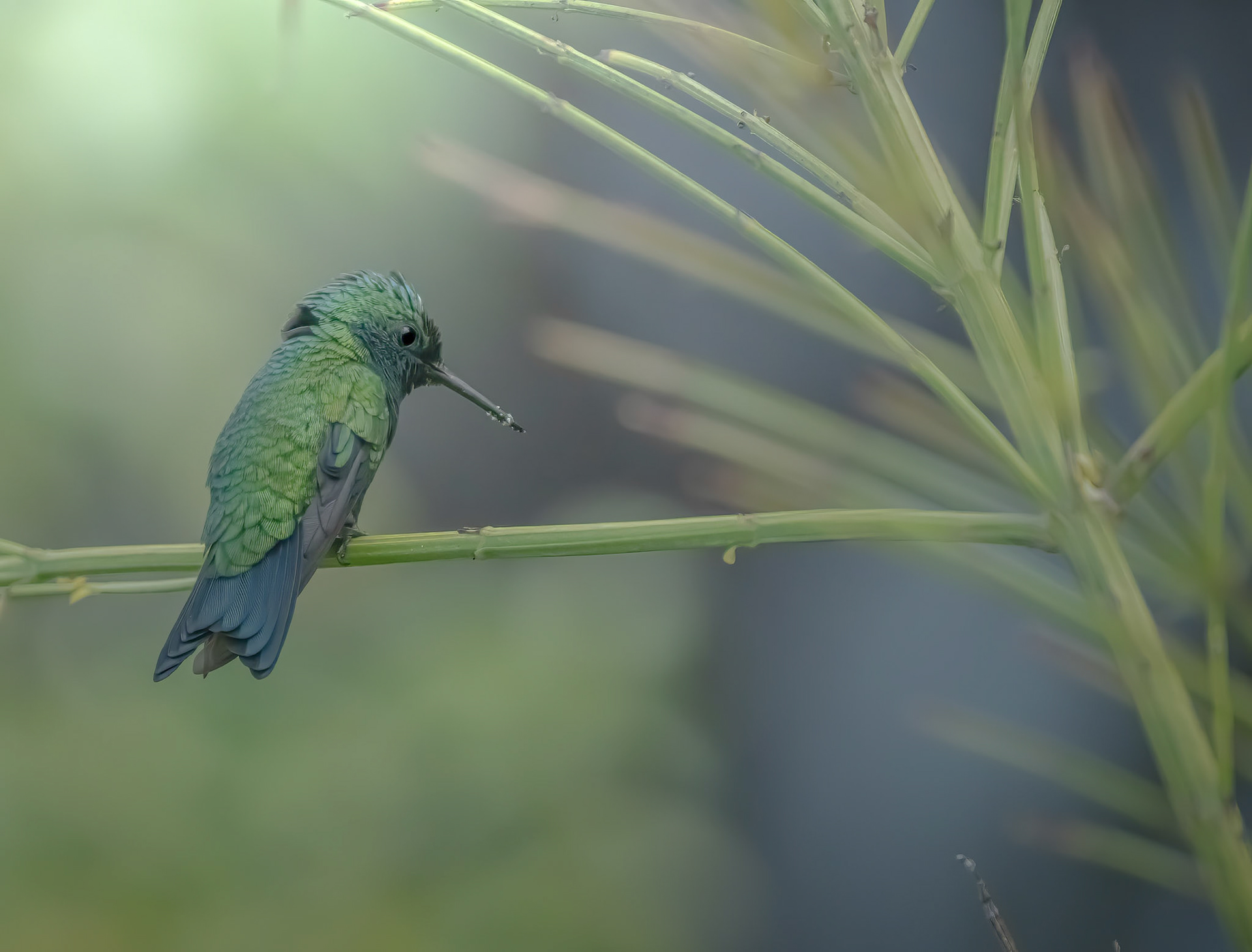 Emerald Hummingbird, Curacao