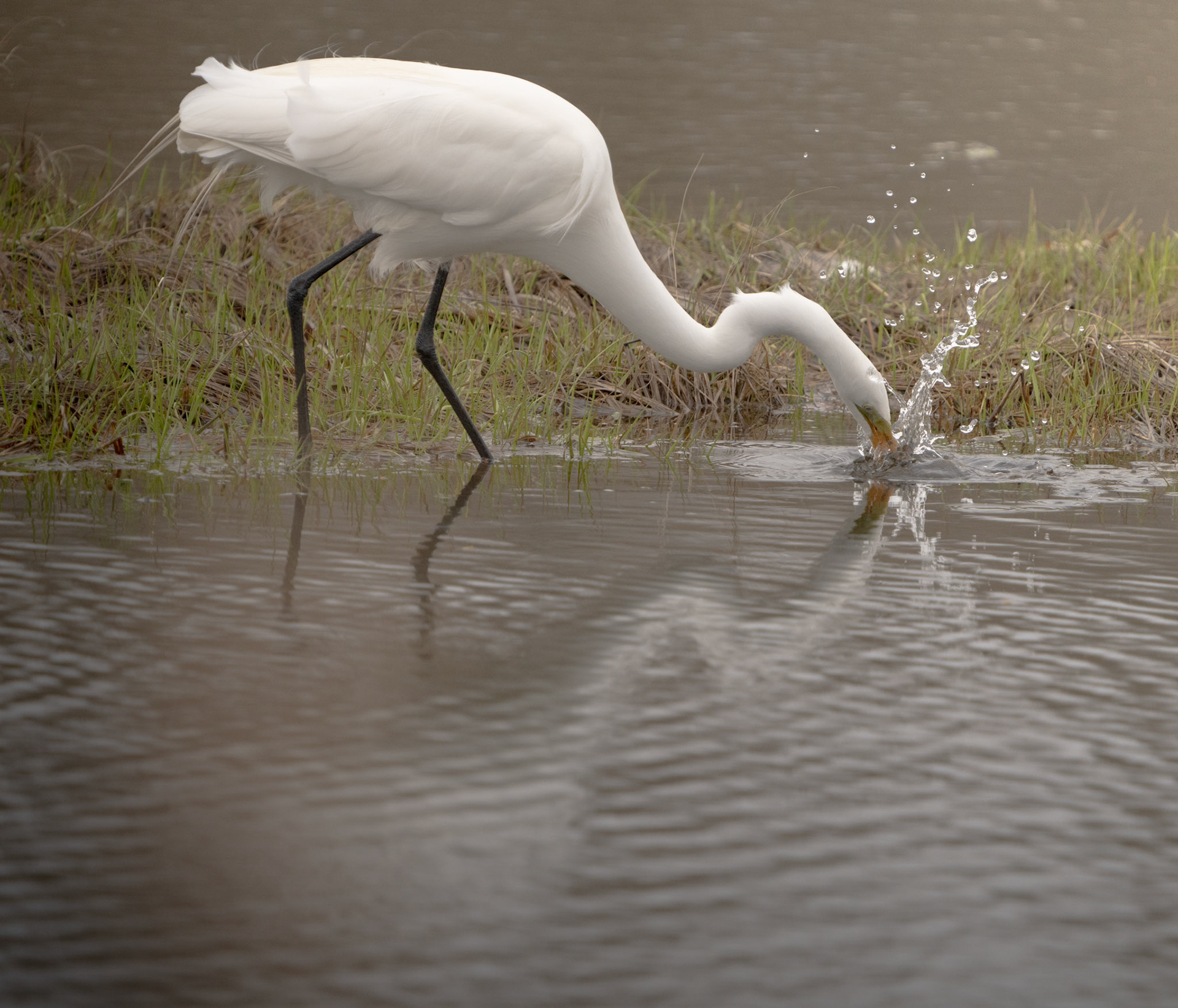 Great Egret. Niantic State Park, CT