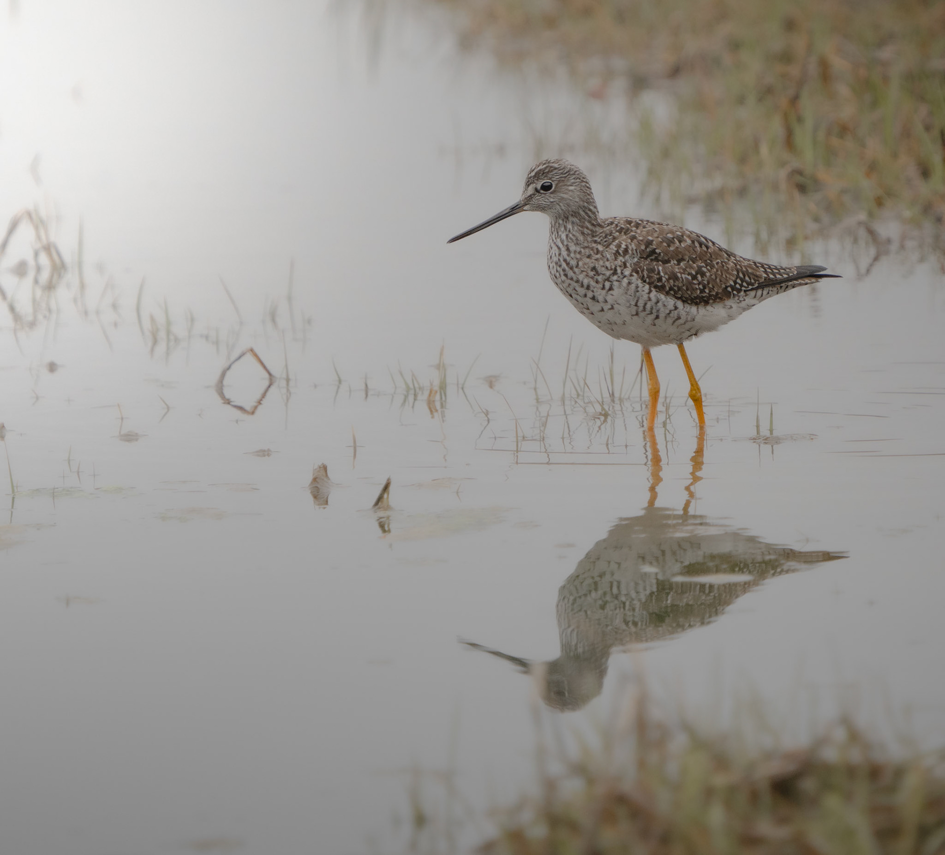 Lesser Yellowlegs. Niantic, CT