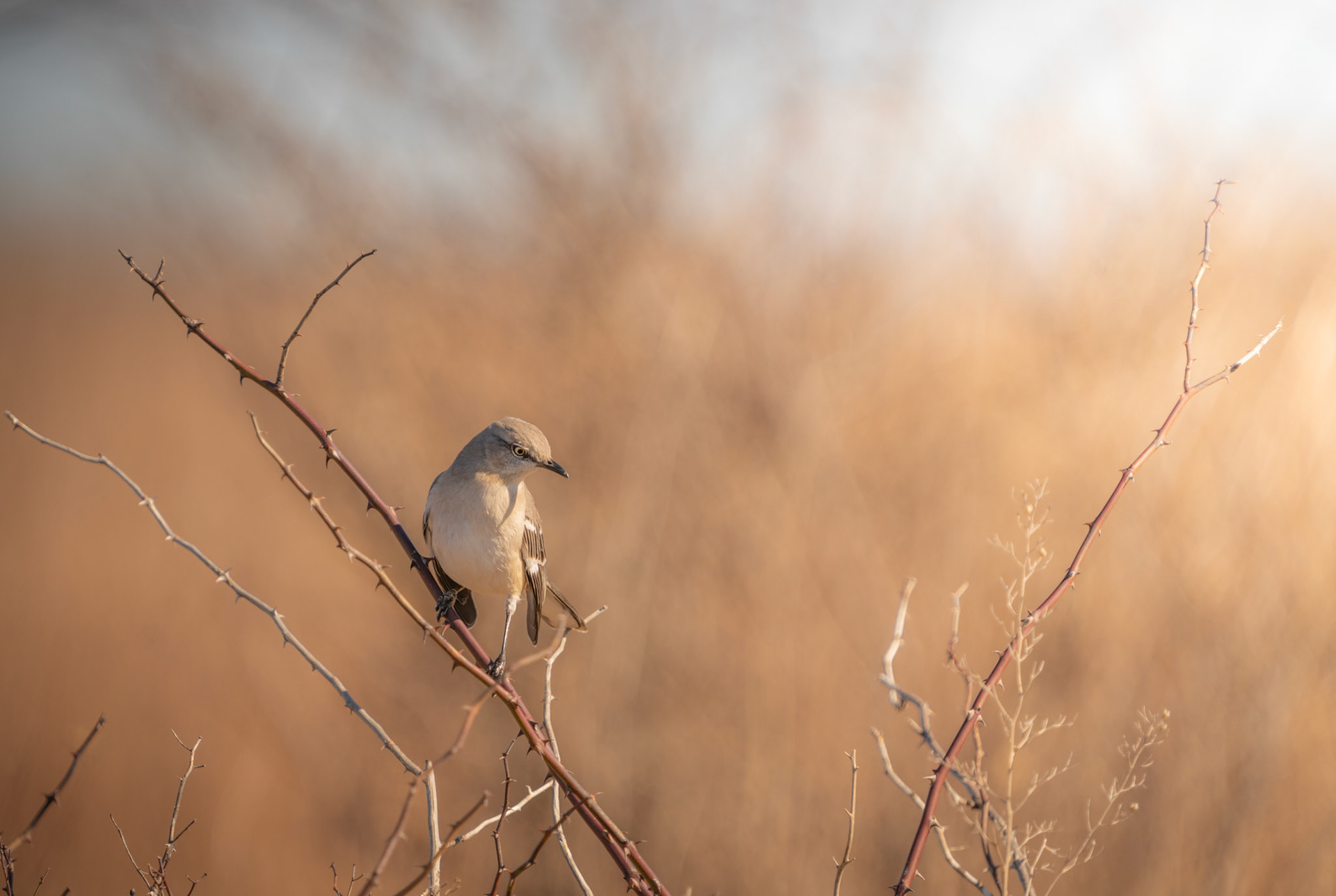 Mockingbird. Sachuest Bird Sanctuary. Middletown, RI