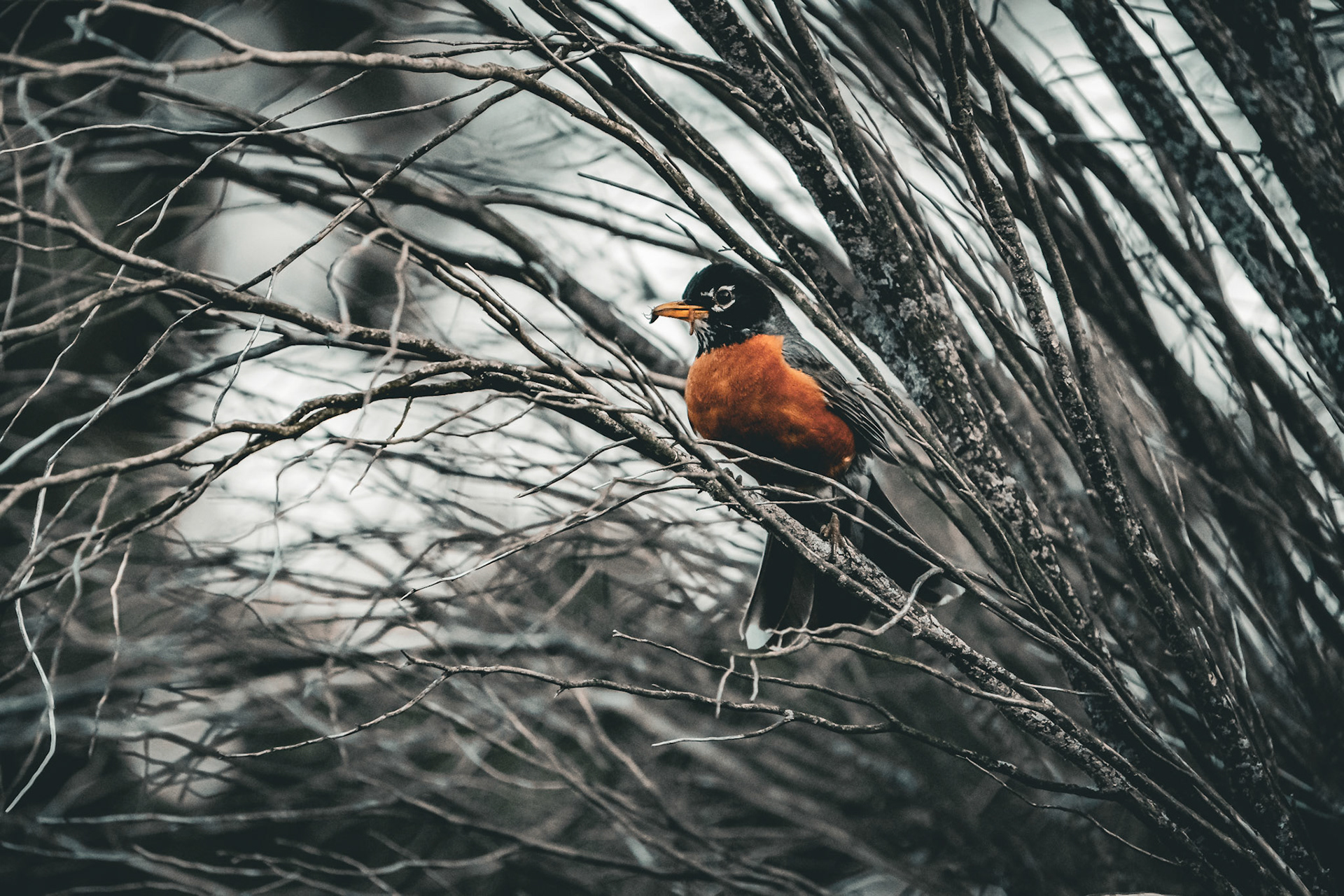 American Robin. Riverside, RI