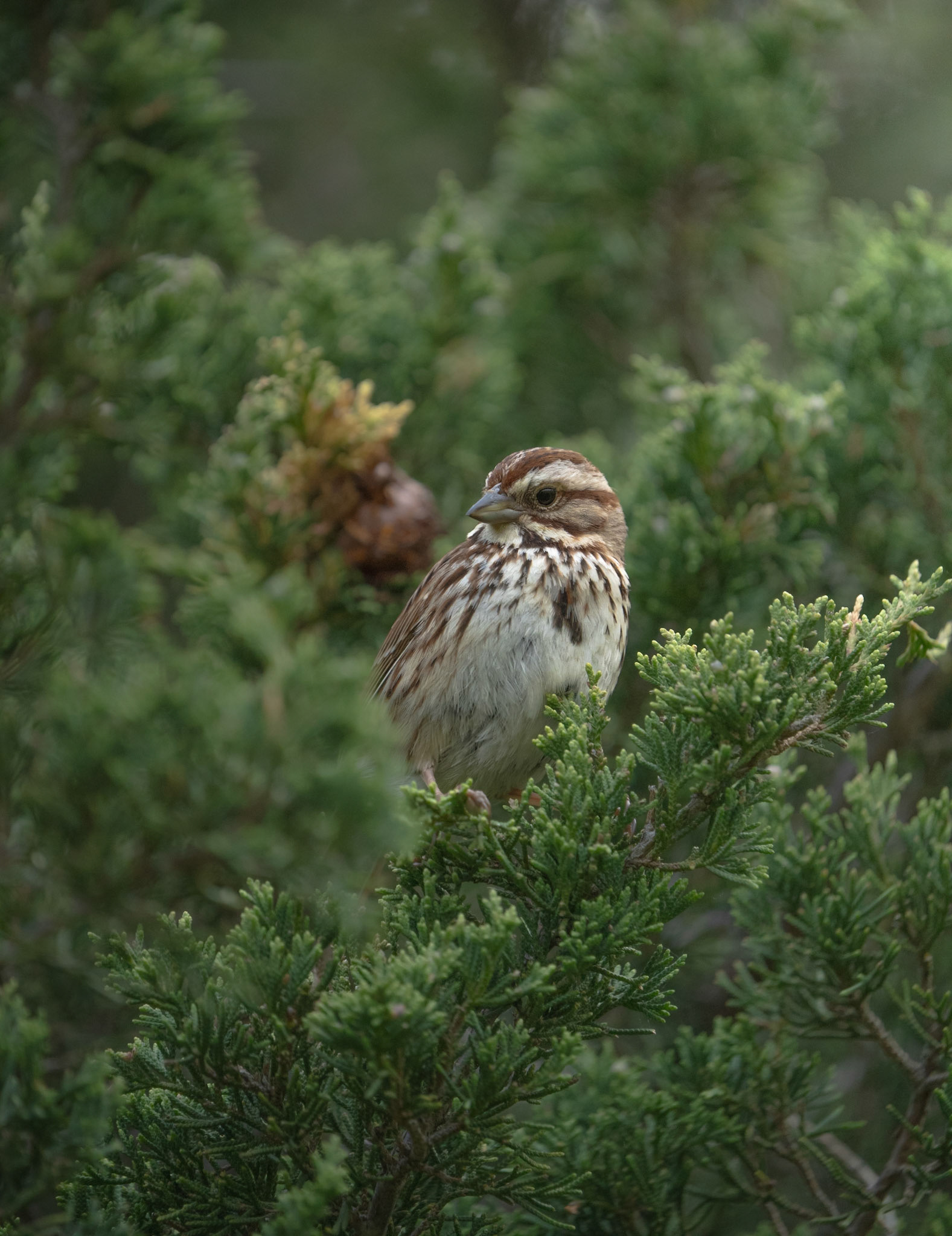 Song Sparrow. Barrington, RI