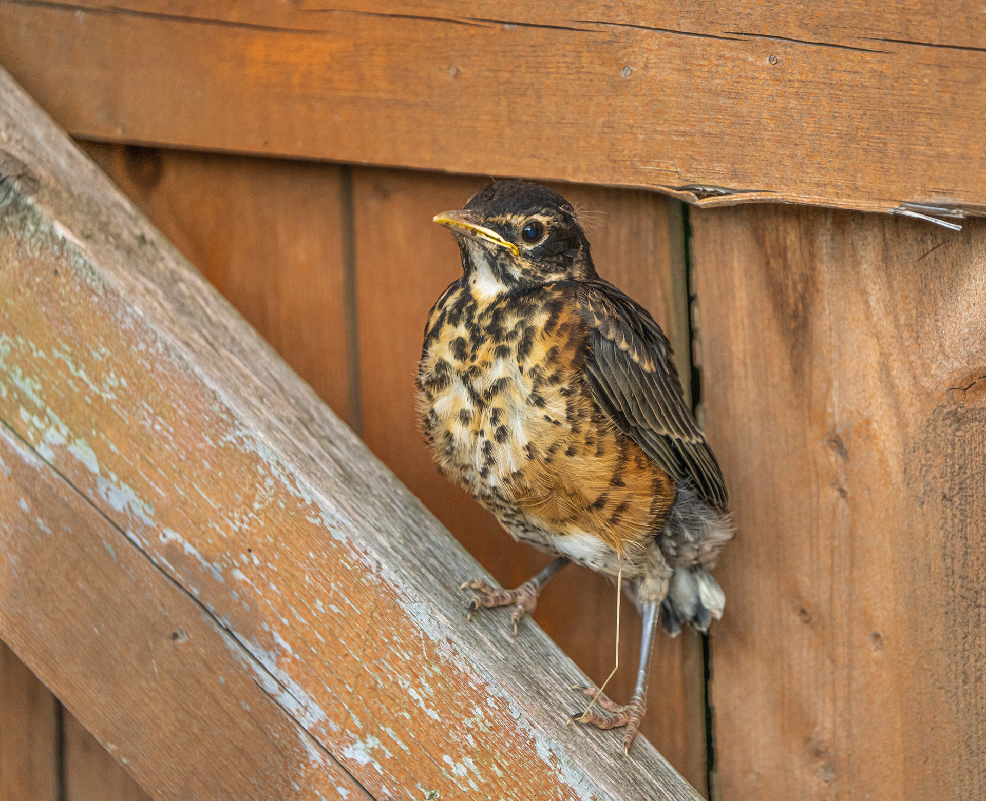 Juvenile Robin. Riverside, RI