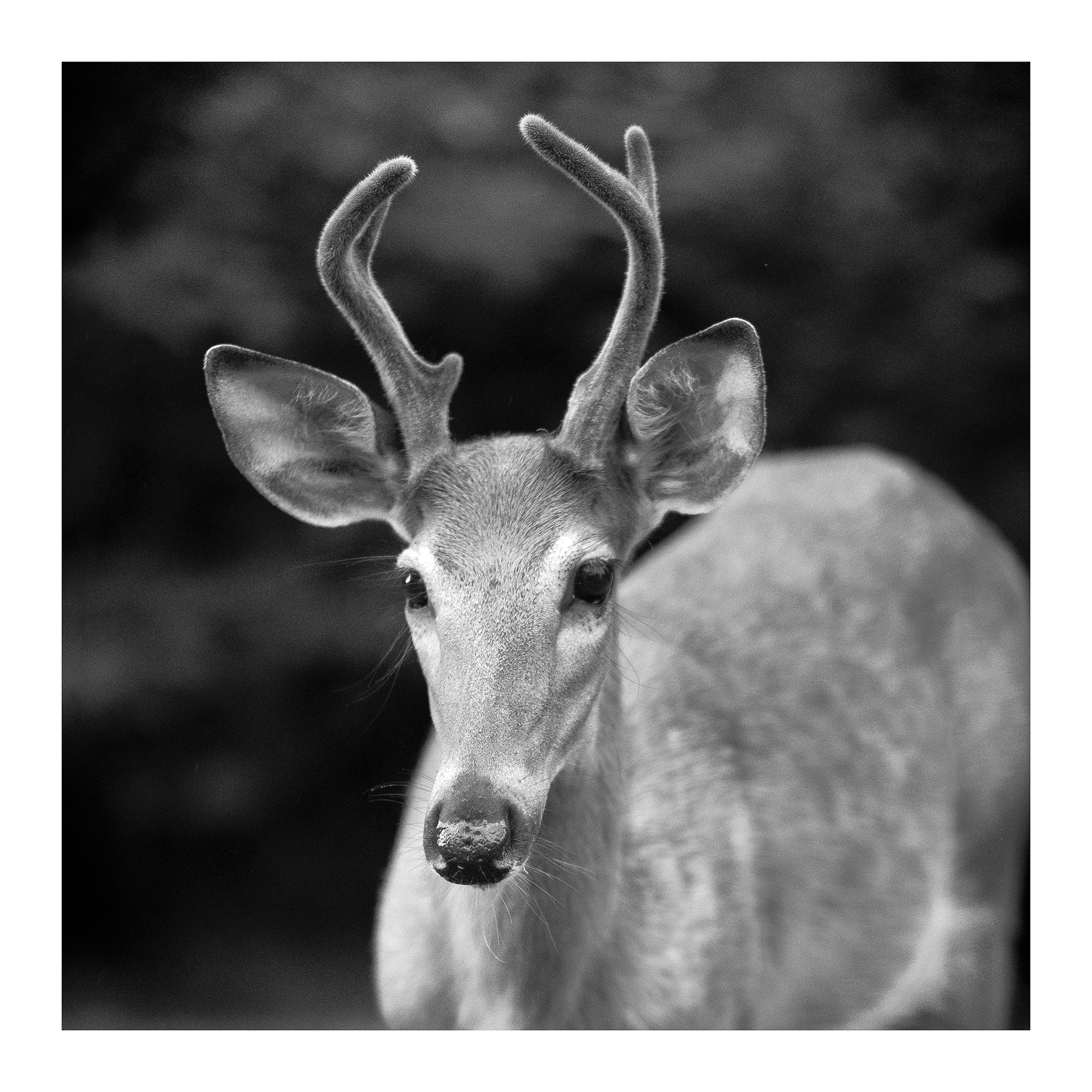 Pip, neighborhood deer, Bridgeville, PA ©2023 Brent Miller Photography