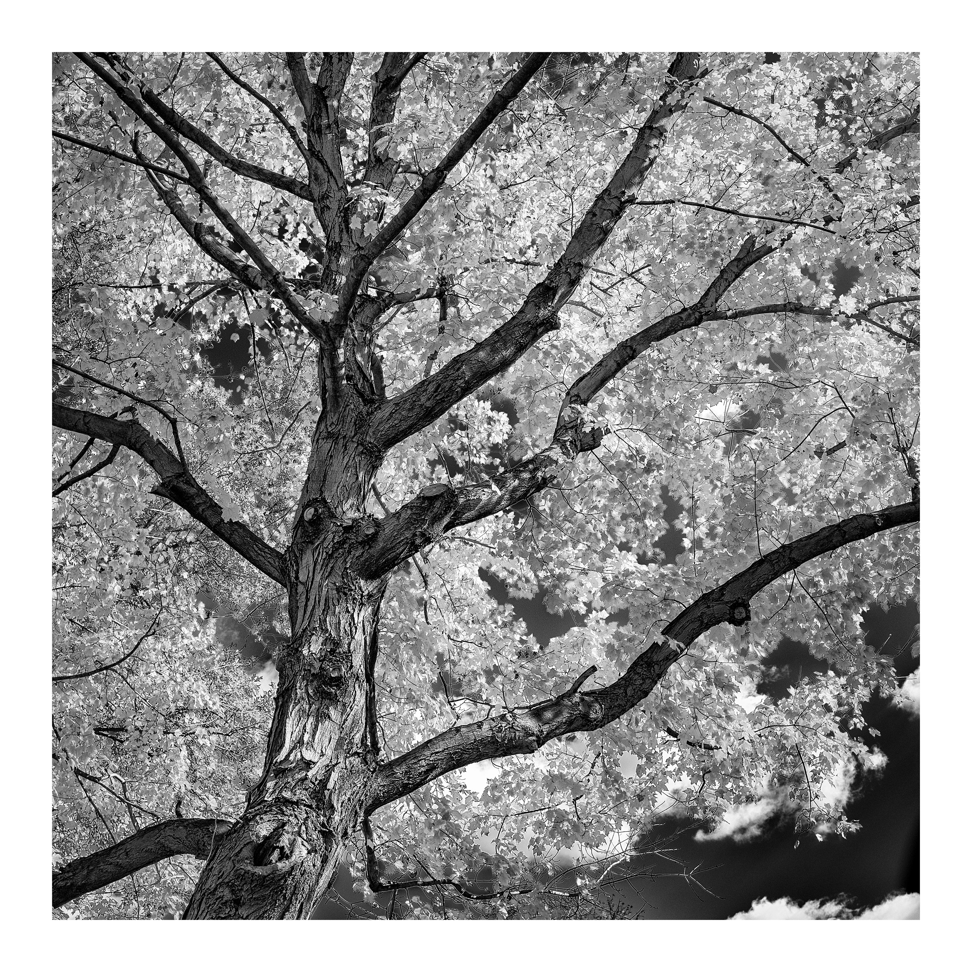 Tree in Green Tree Park, Green Tree, PA ©2023 Brent Miller Photography