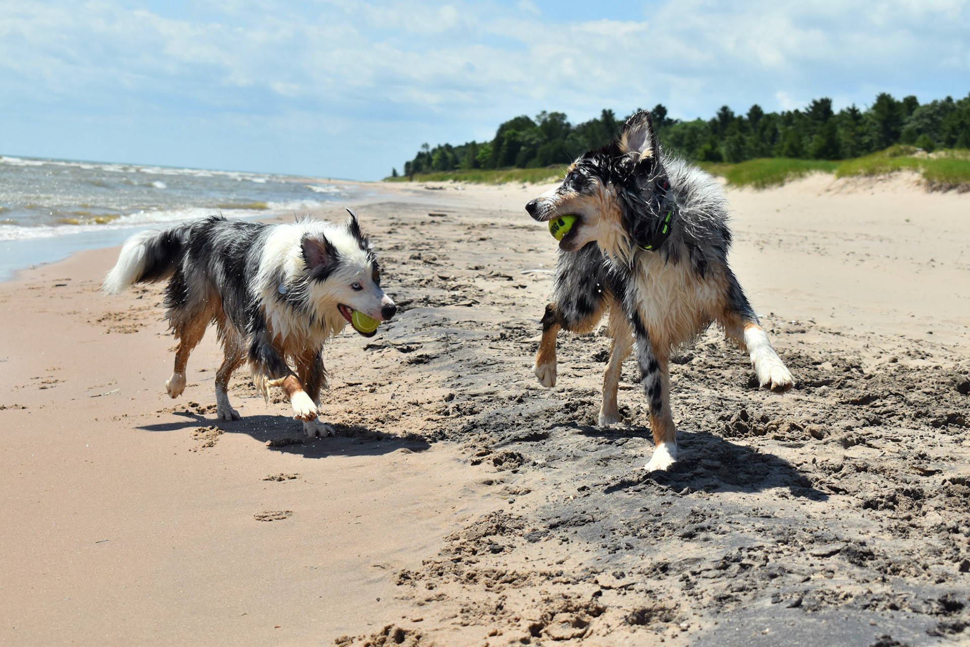 Two Wild Animals - Action