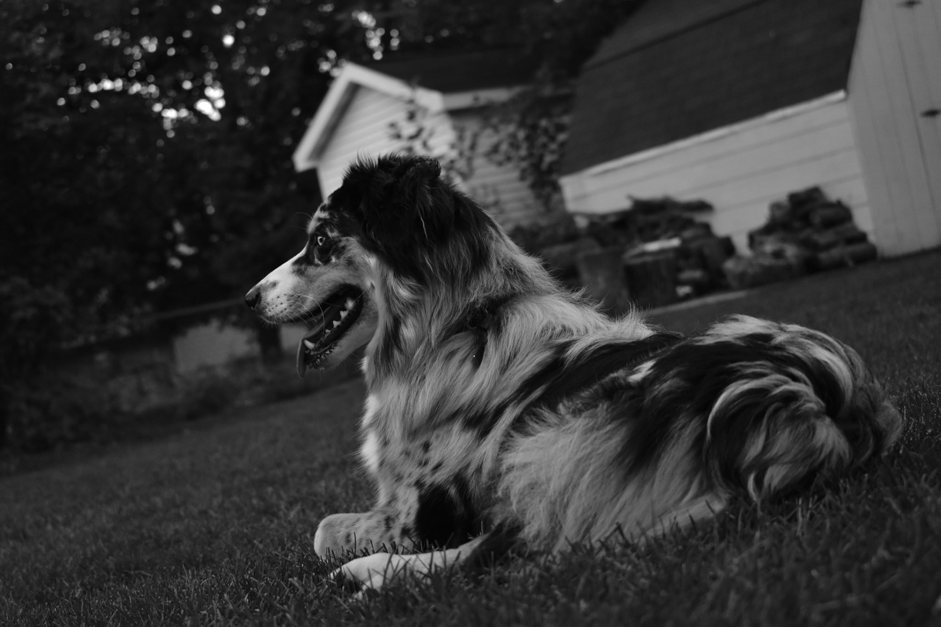 Black and White Portrait - Stanley