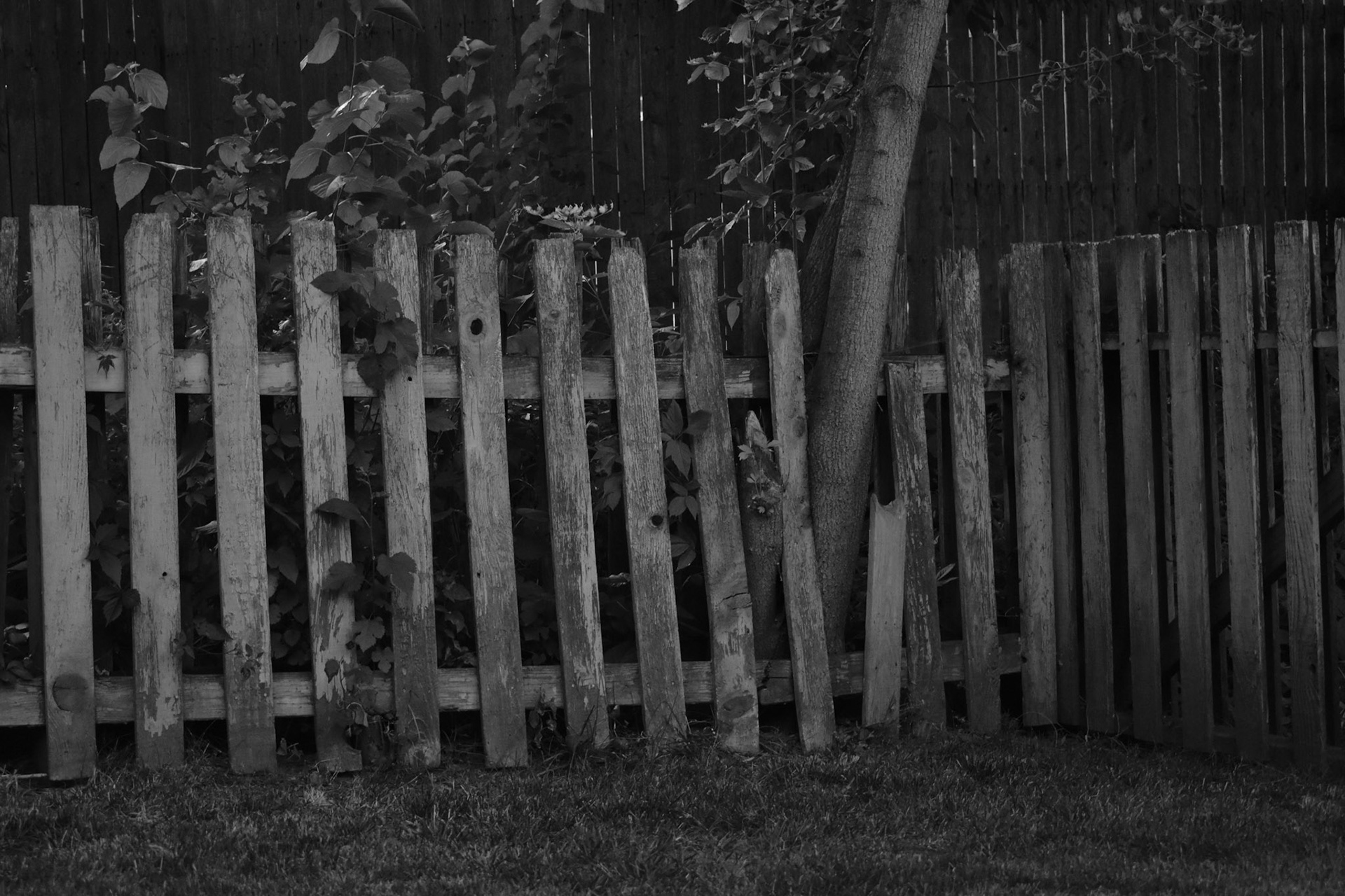 Black & White Fence at dusk
