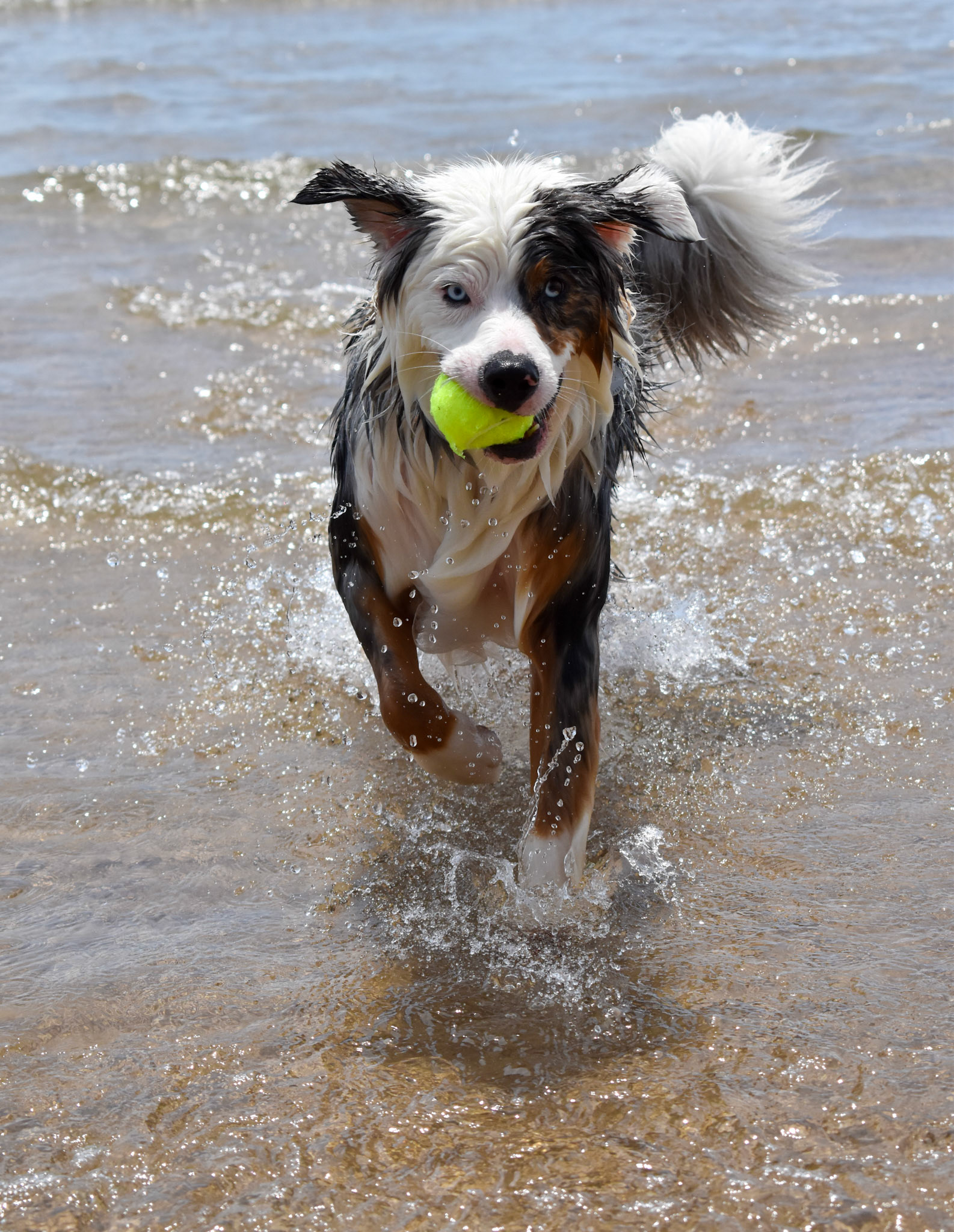 Just A Dog & His Ball