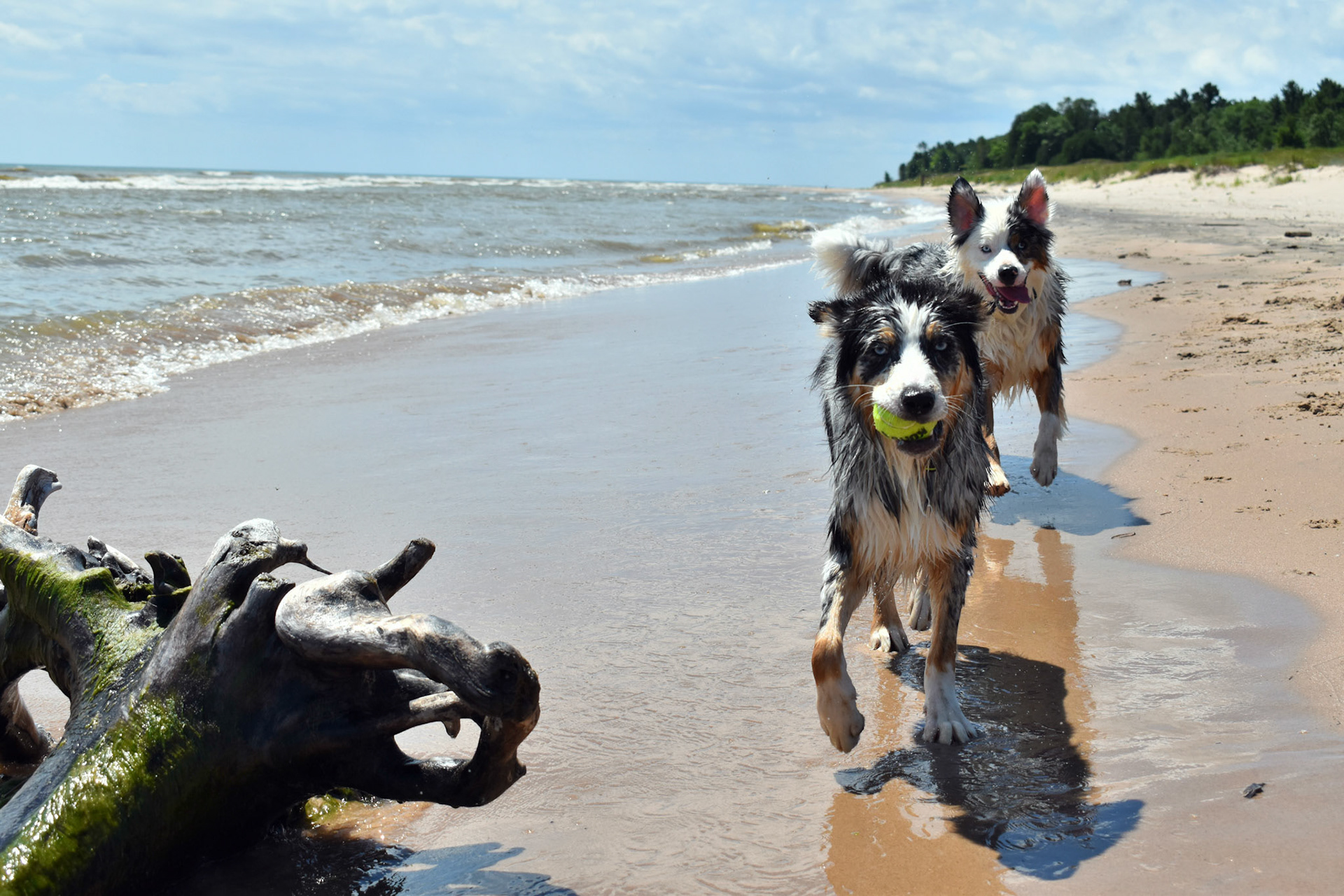 Dogs in Action