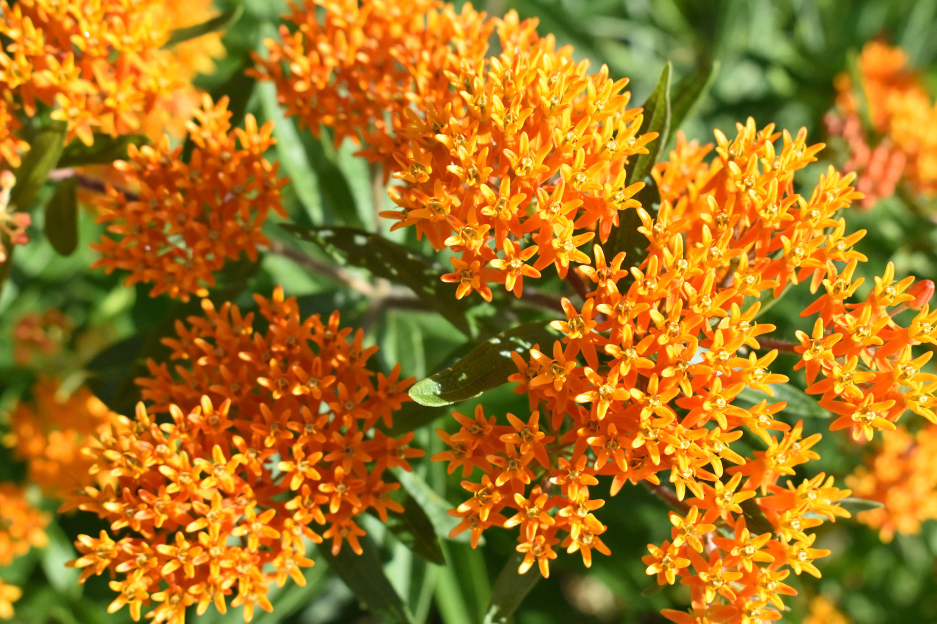 Orange in Bloom