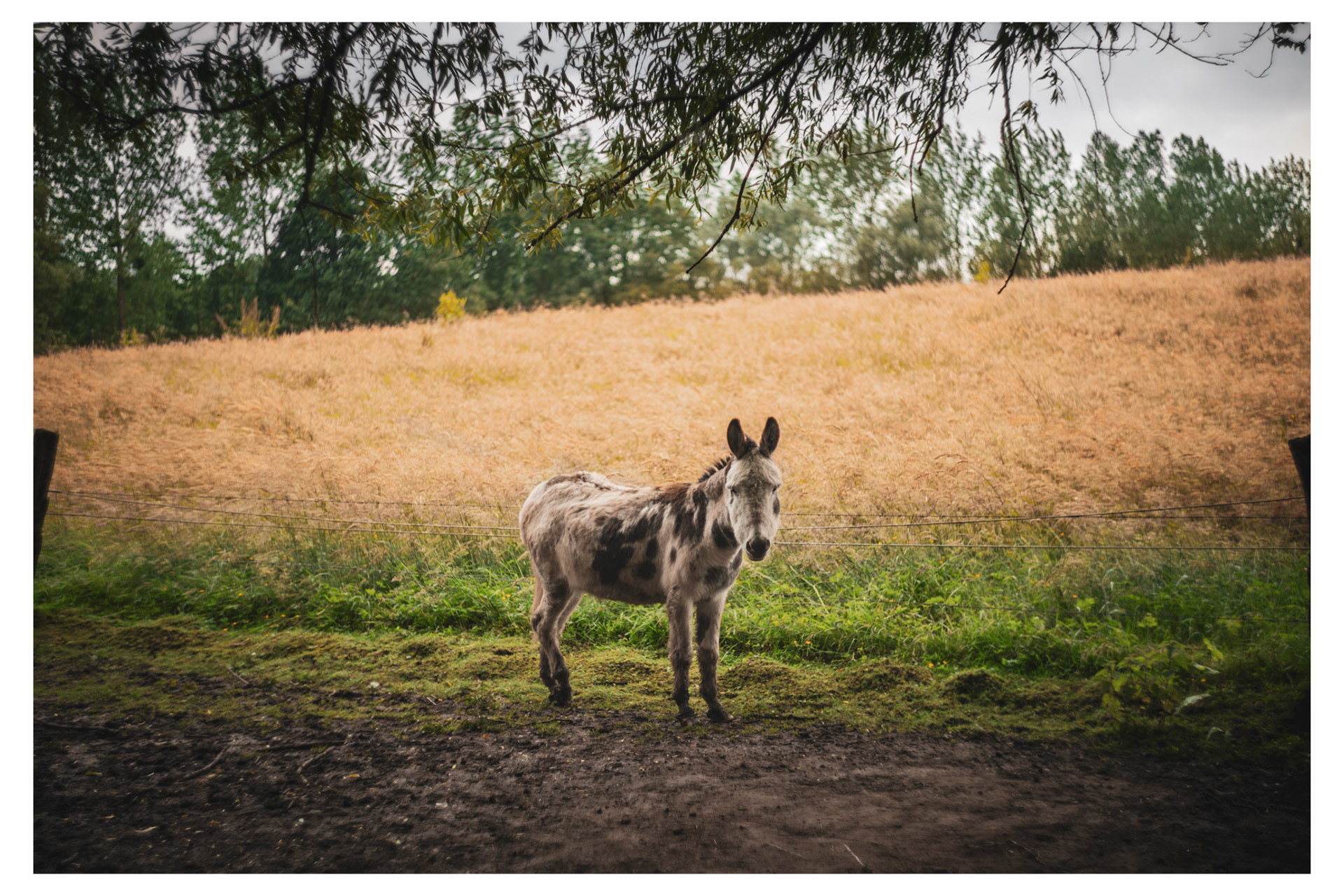 Helios 44m-4 58mm 1/640s iso 125