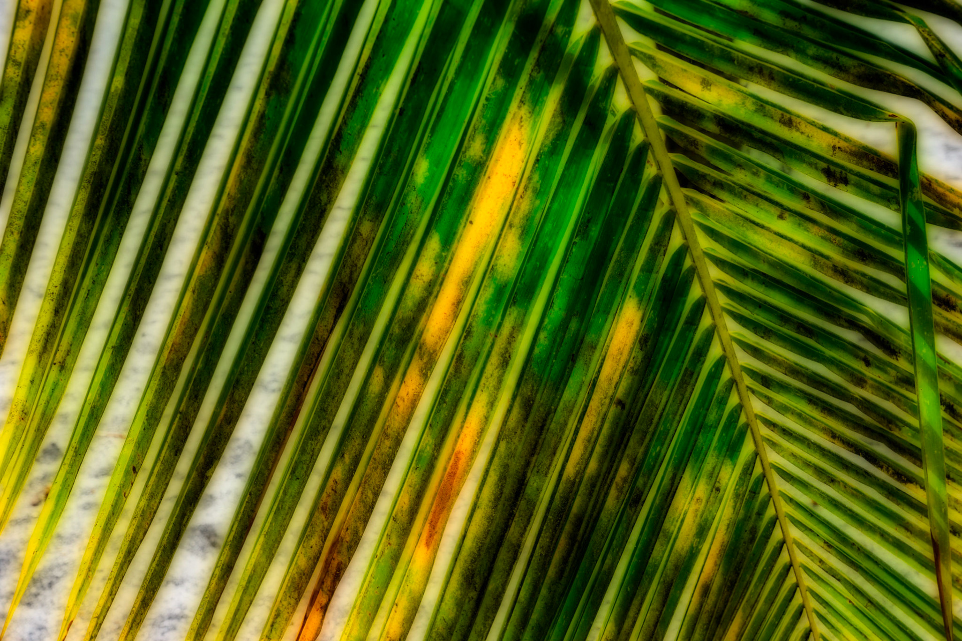 Pathological Palm