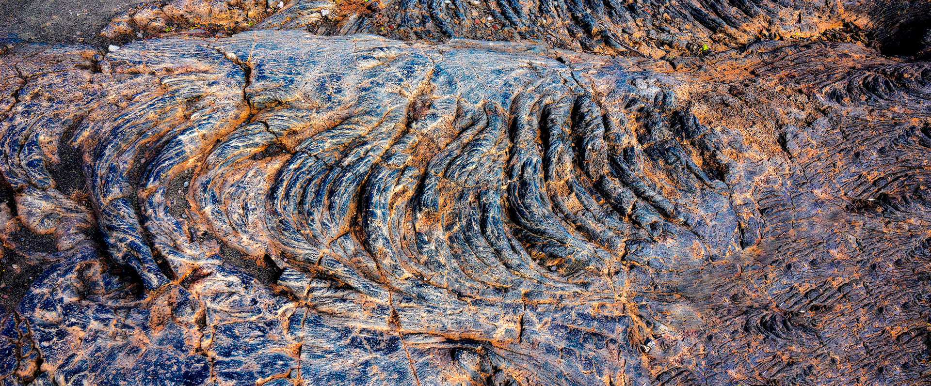 Ancient Tendrils