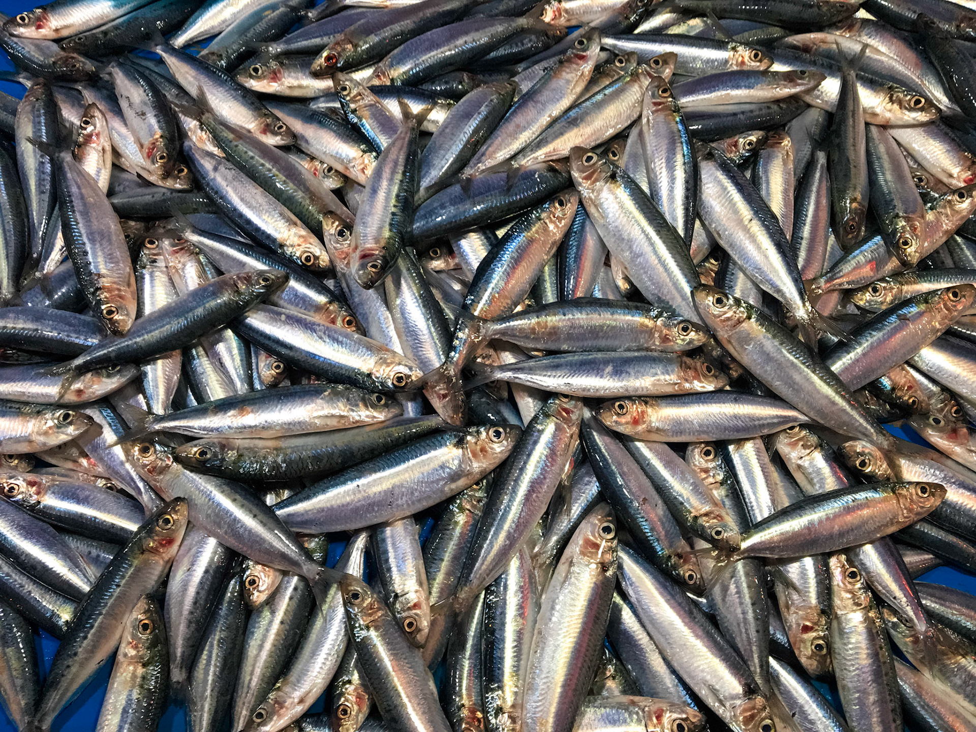 Anglefish