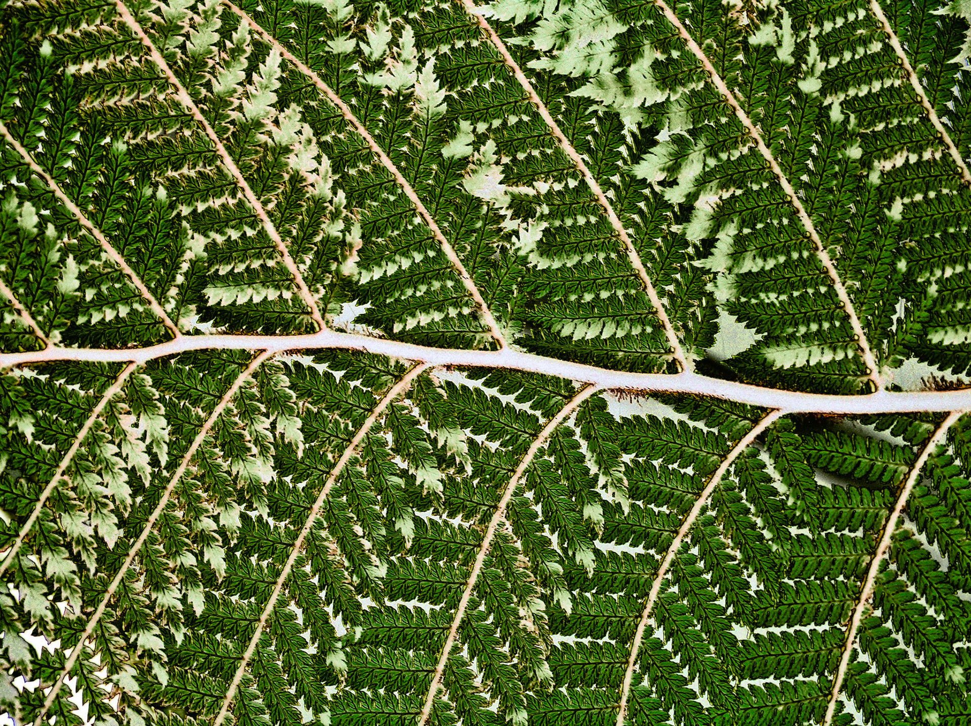 Fractal Fern