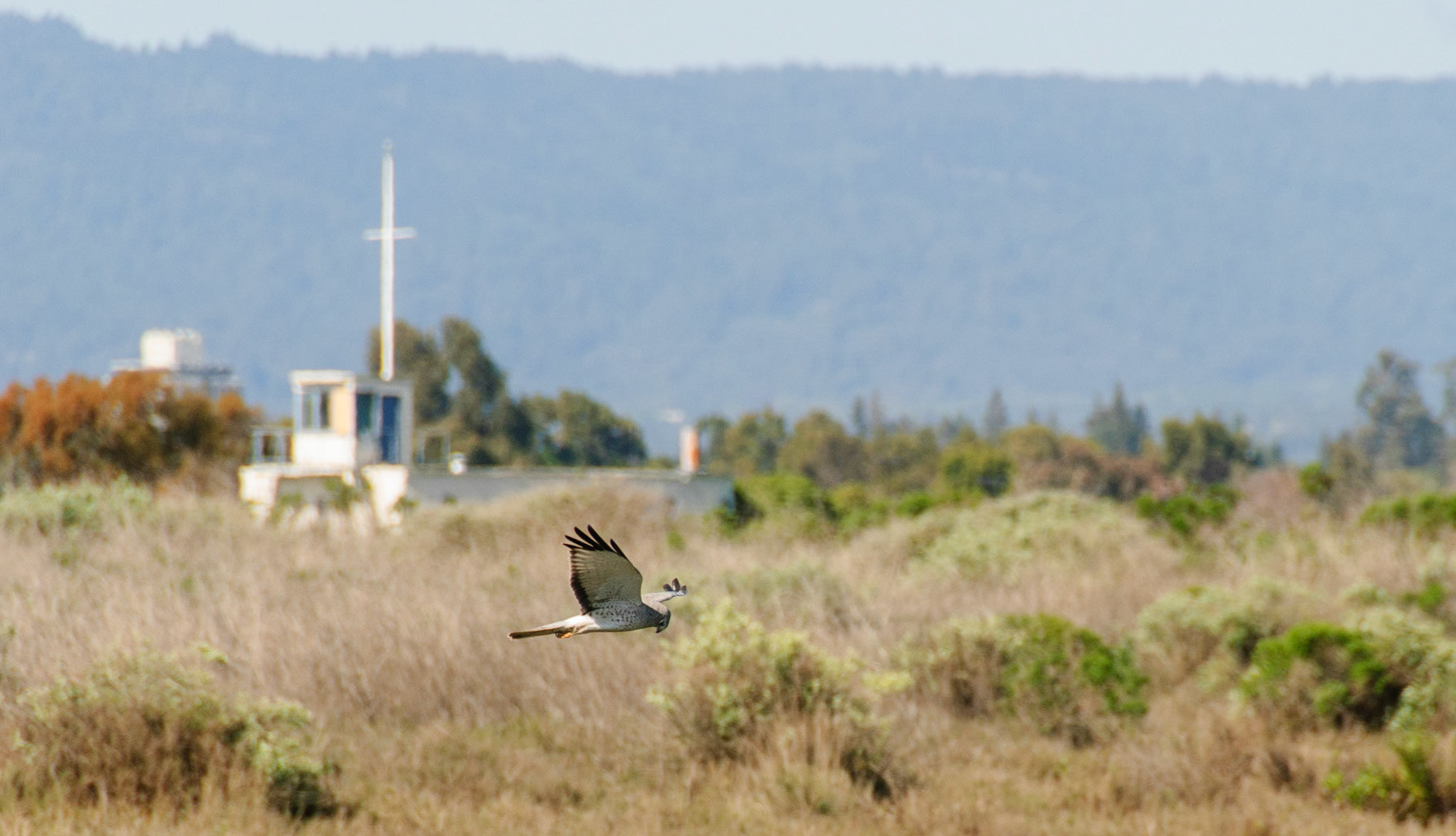 Marsh Harrier Palo Alto Baylands