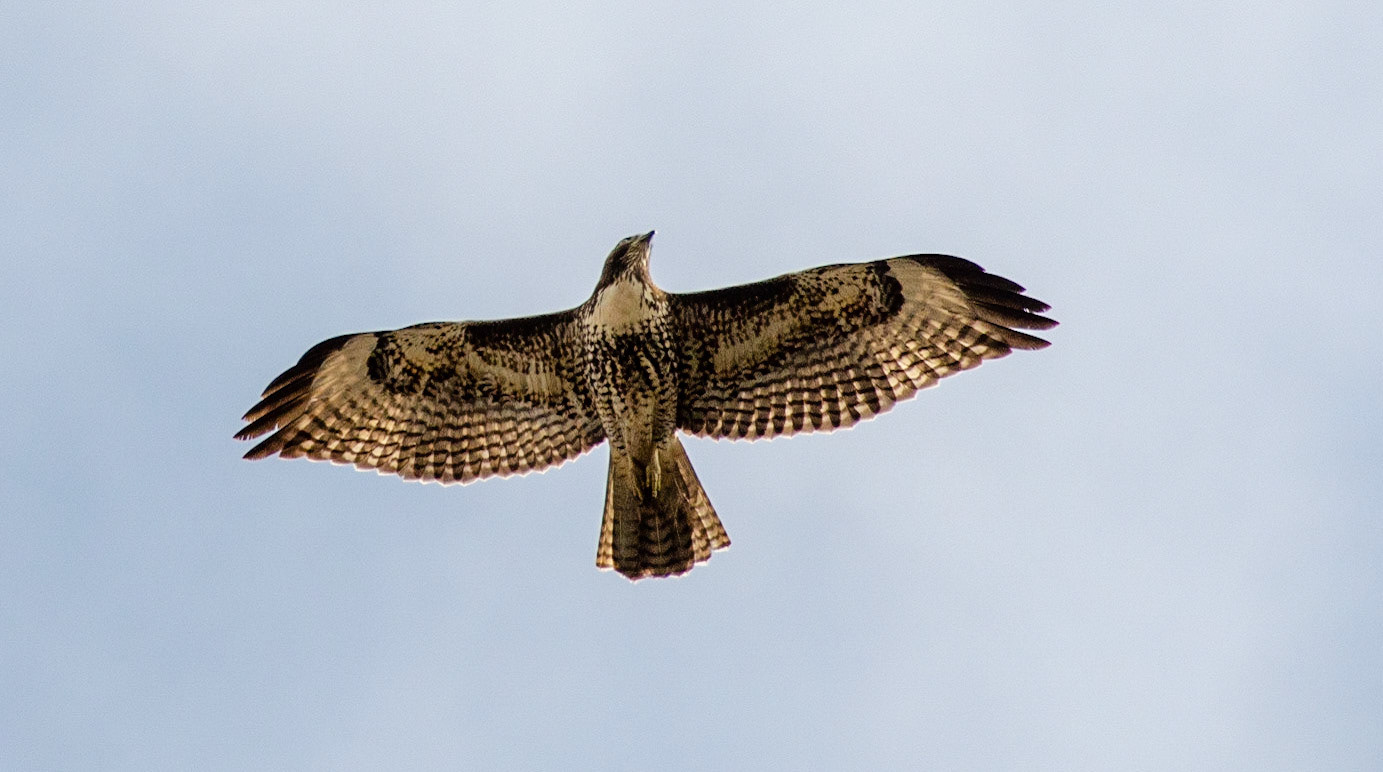 Red-Tailed Hawk