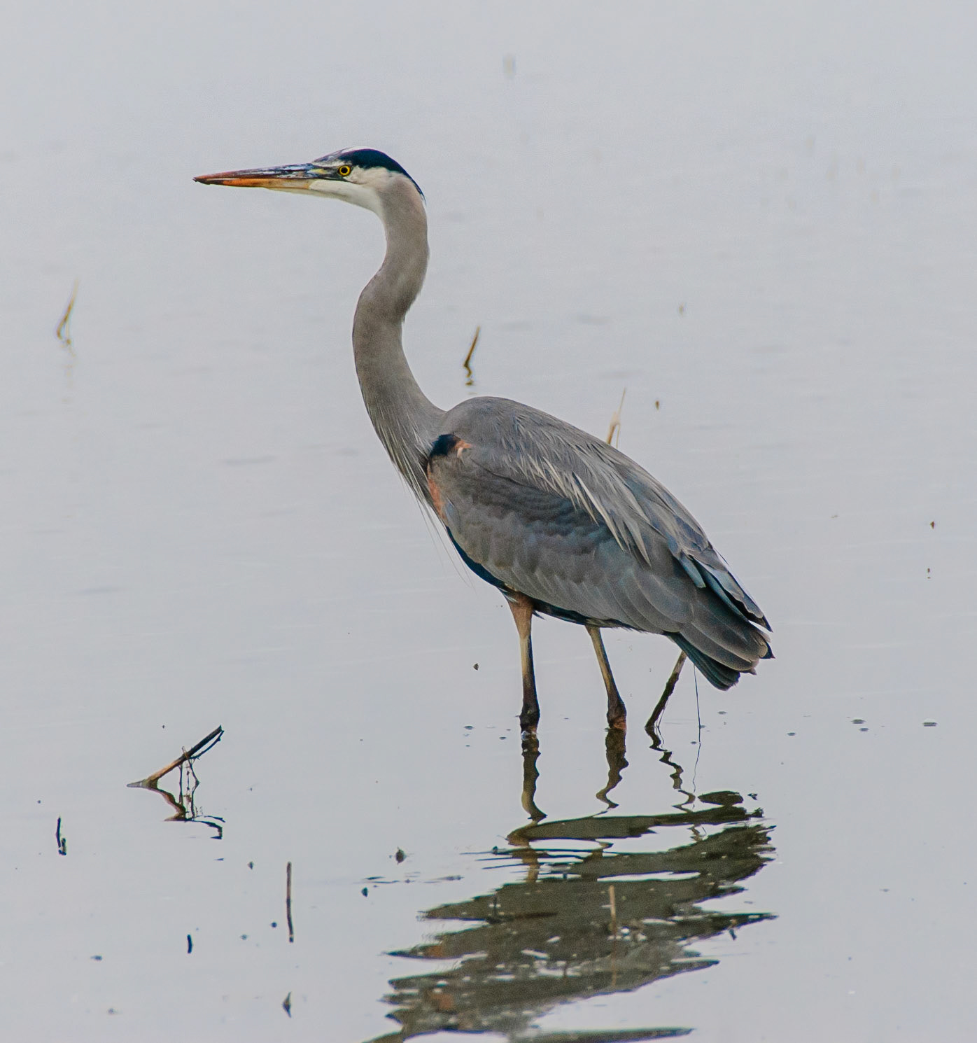 Blue Heron