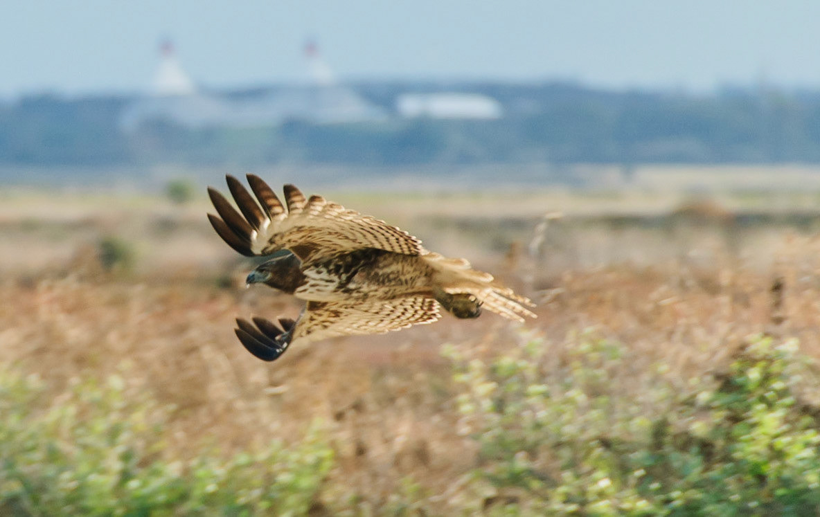 Marsh Harrier in Flight