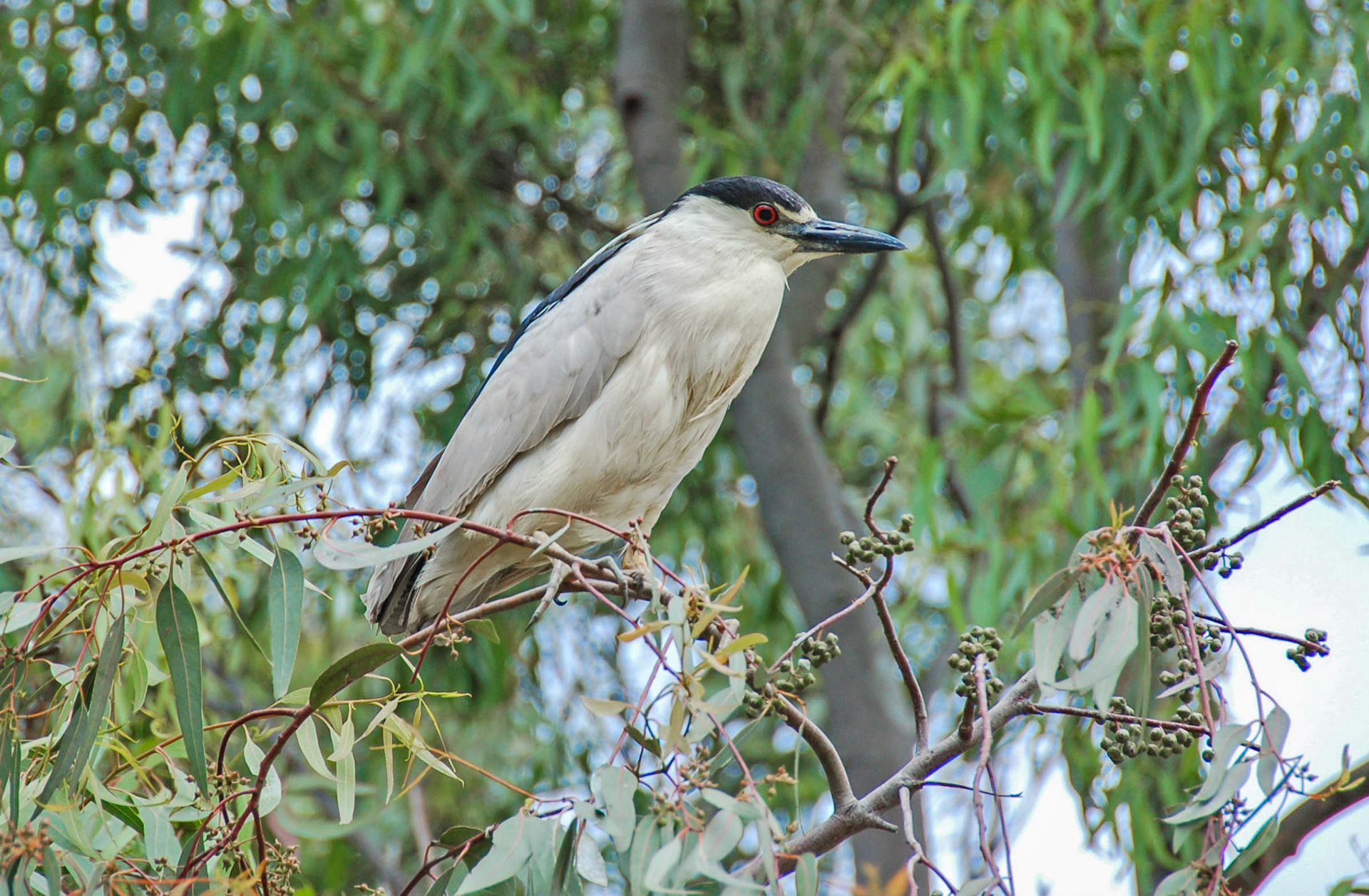 Night Heron Palo Alto Baylands
