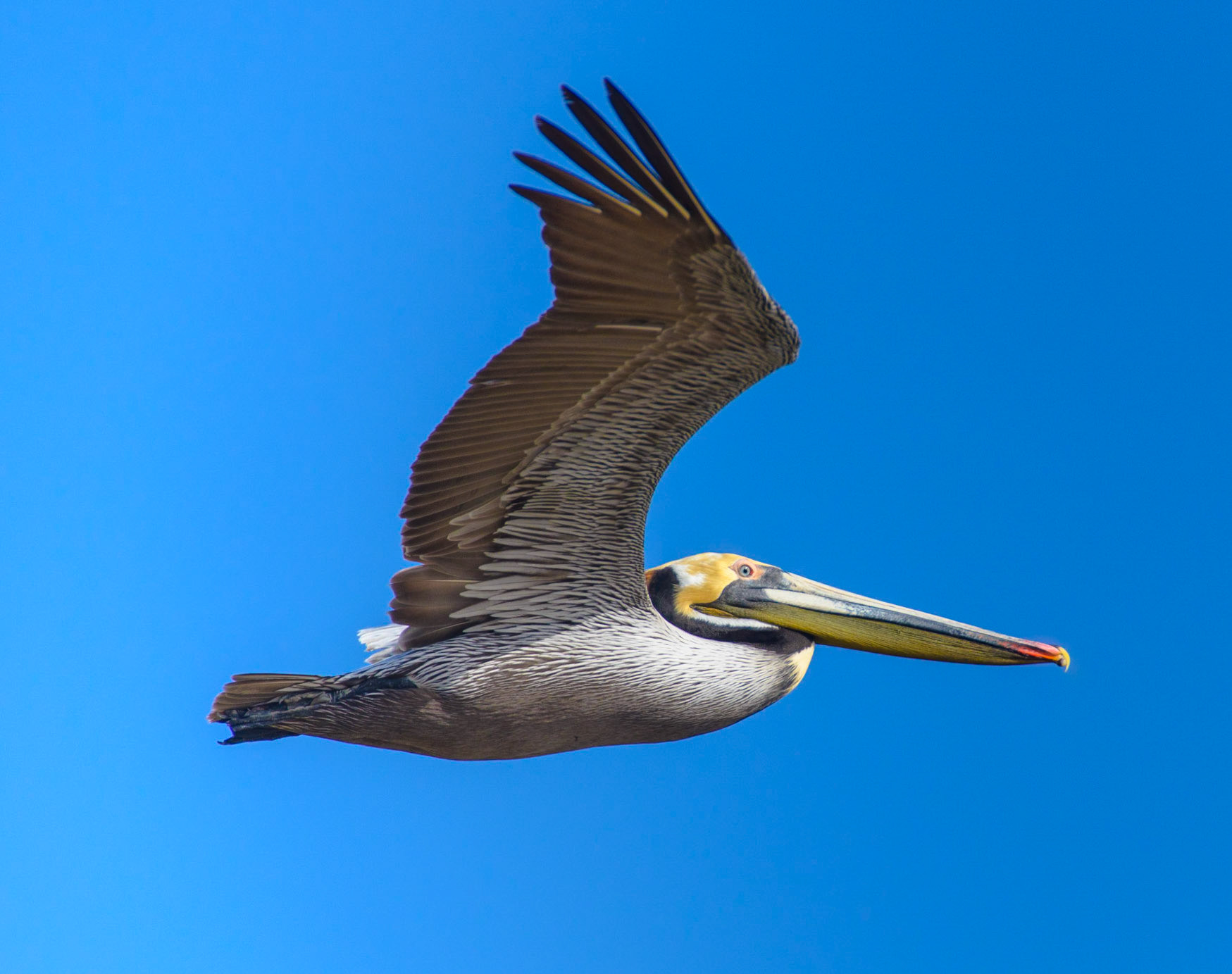 Pelican in Flight