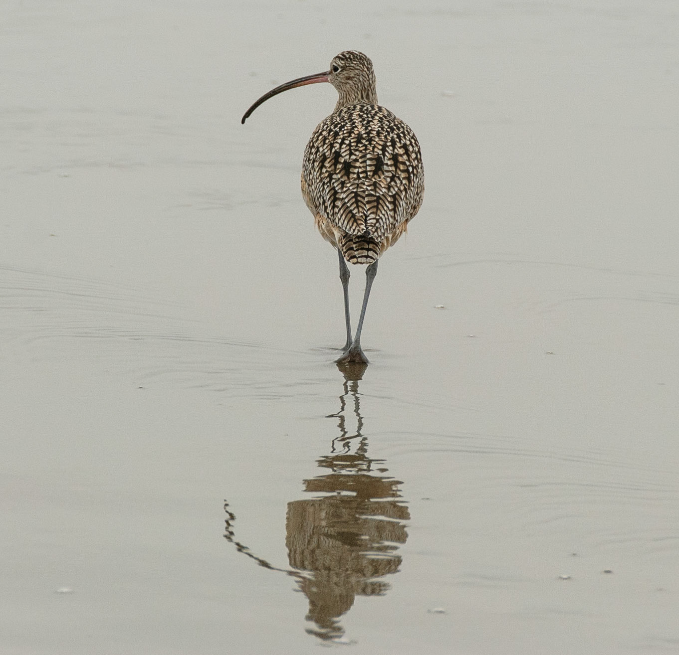 Curlew Wading
