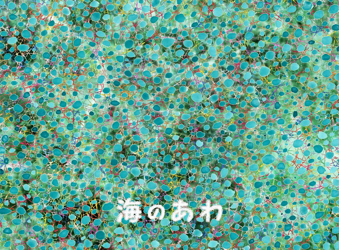 海のあわ P3