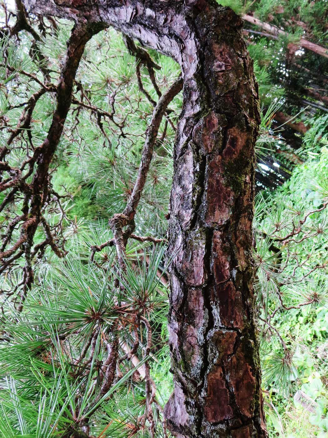 怪談『捨松』庭の松 写真