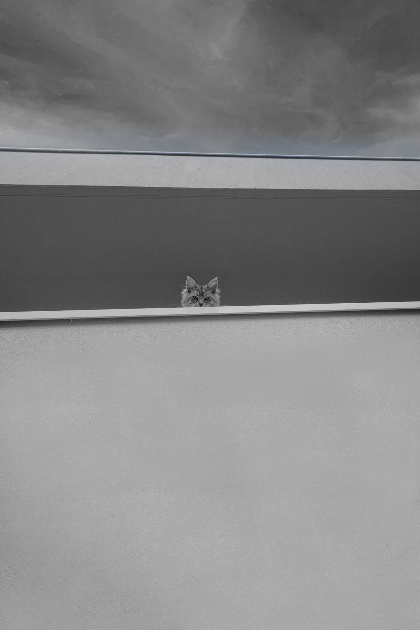 Le chat entre les lignes