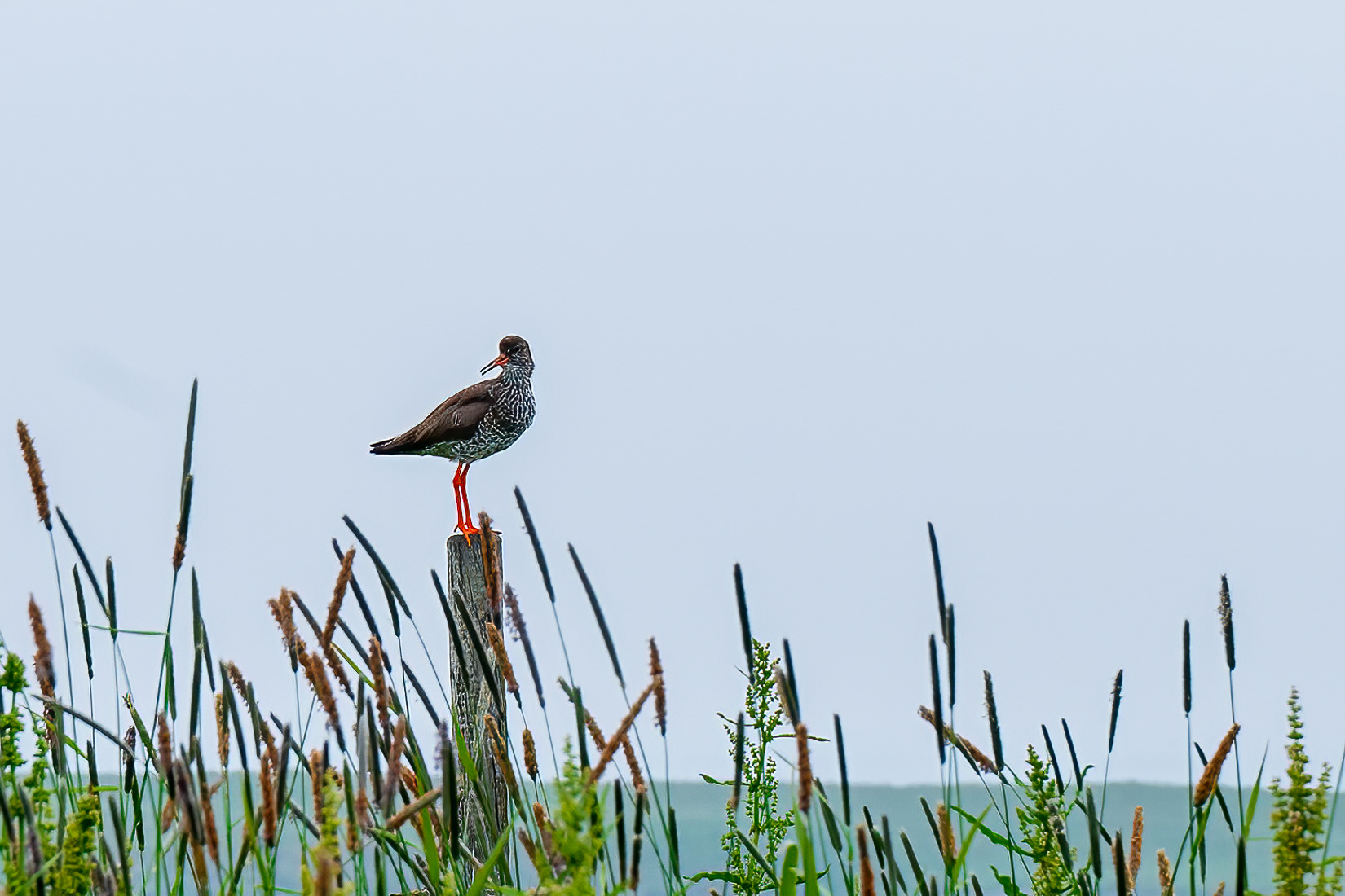 Red Shank