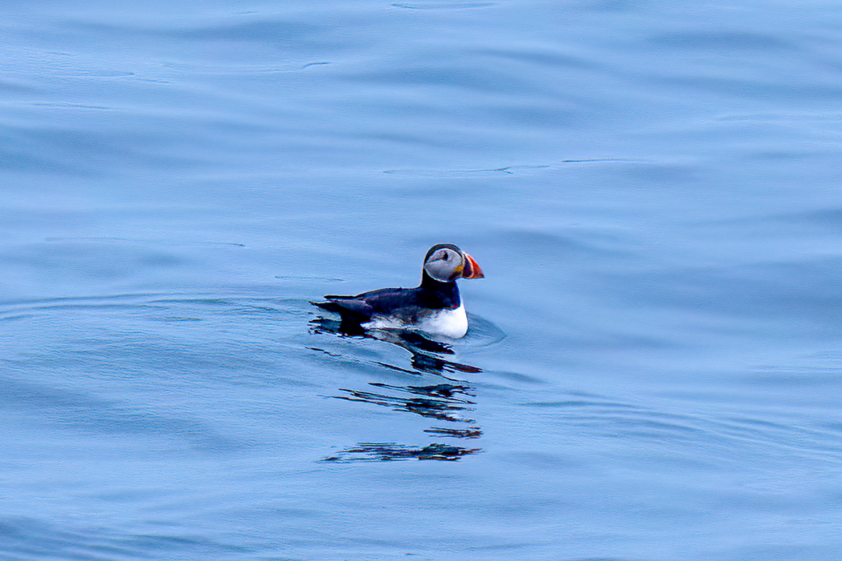 Látrabjarg bird-cliff, Westfjords (Bird Cliffs)--so many puffins!