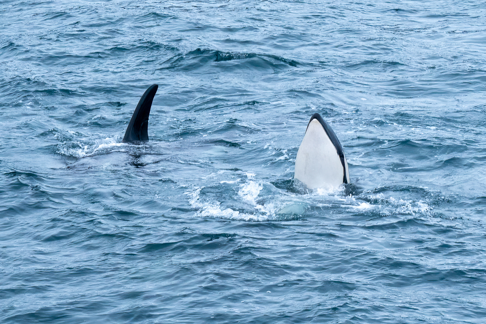 So many Orcas!