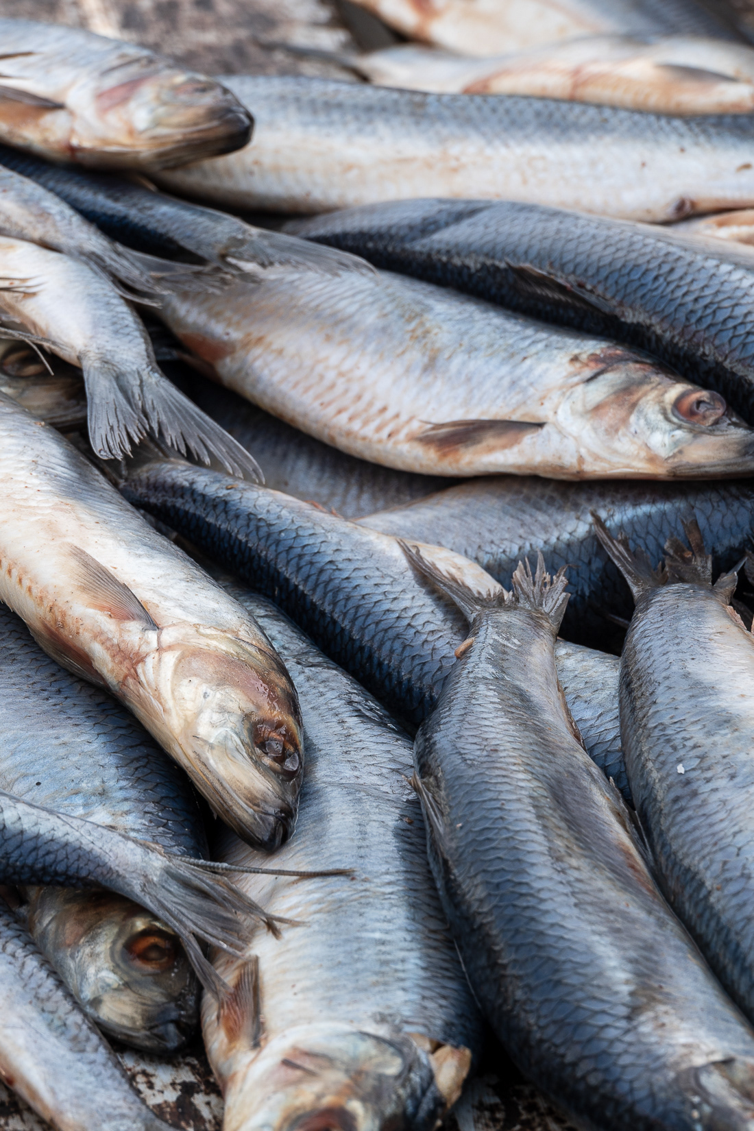 Barrel of Herring