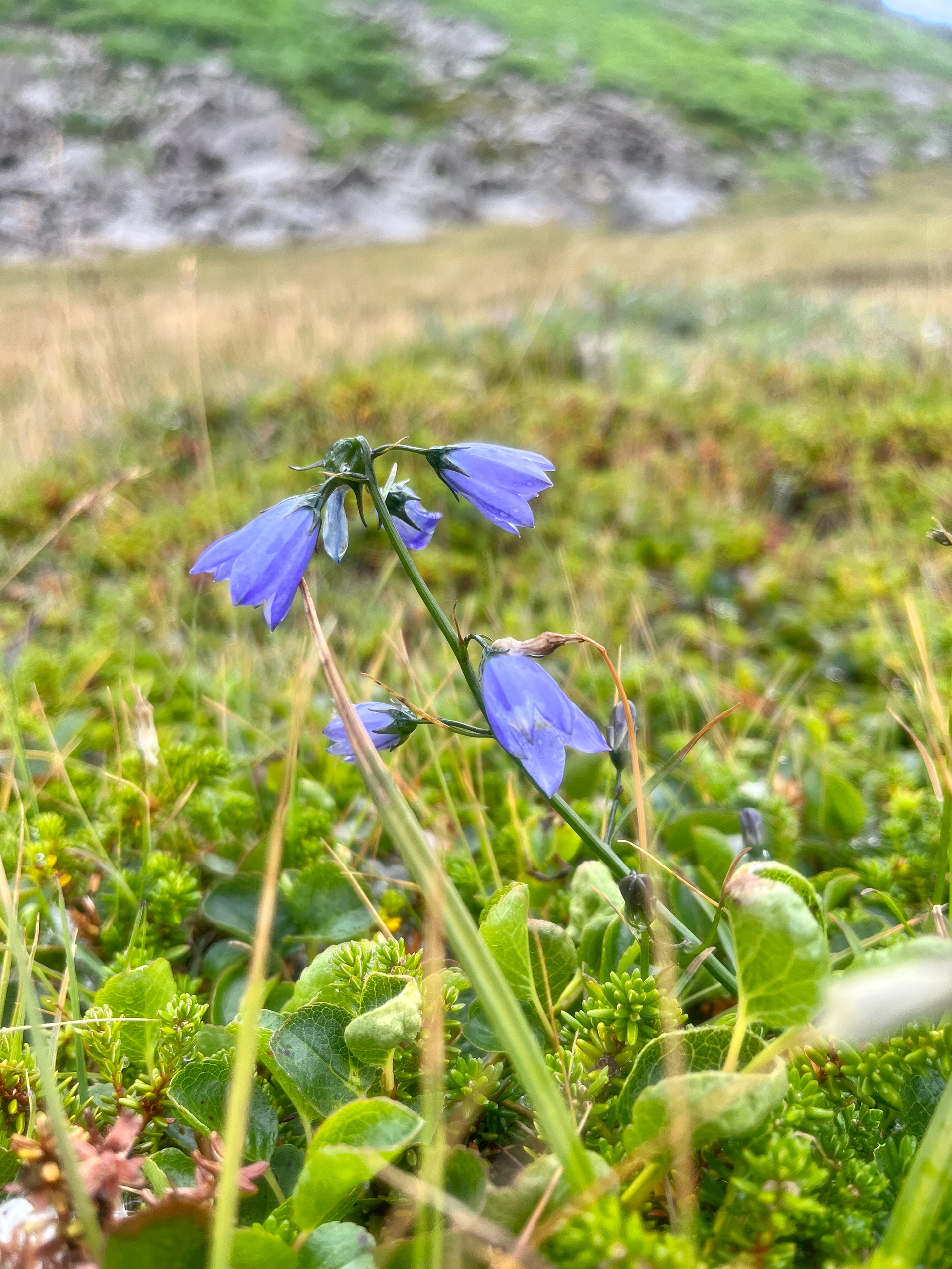 Harebells