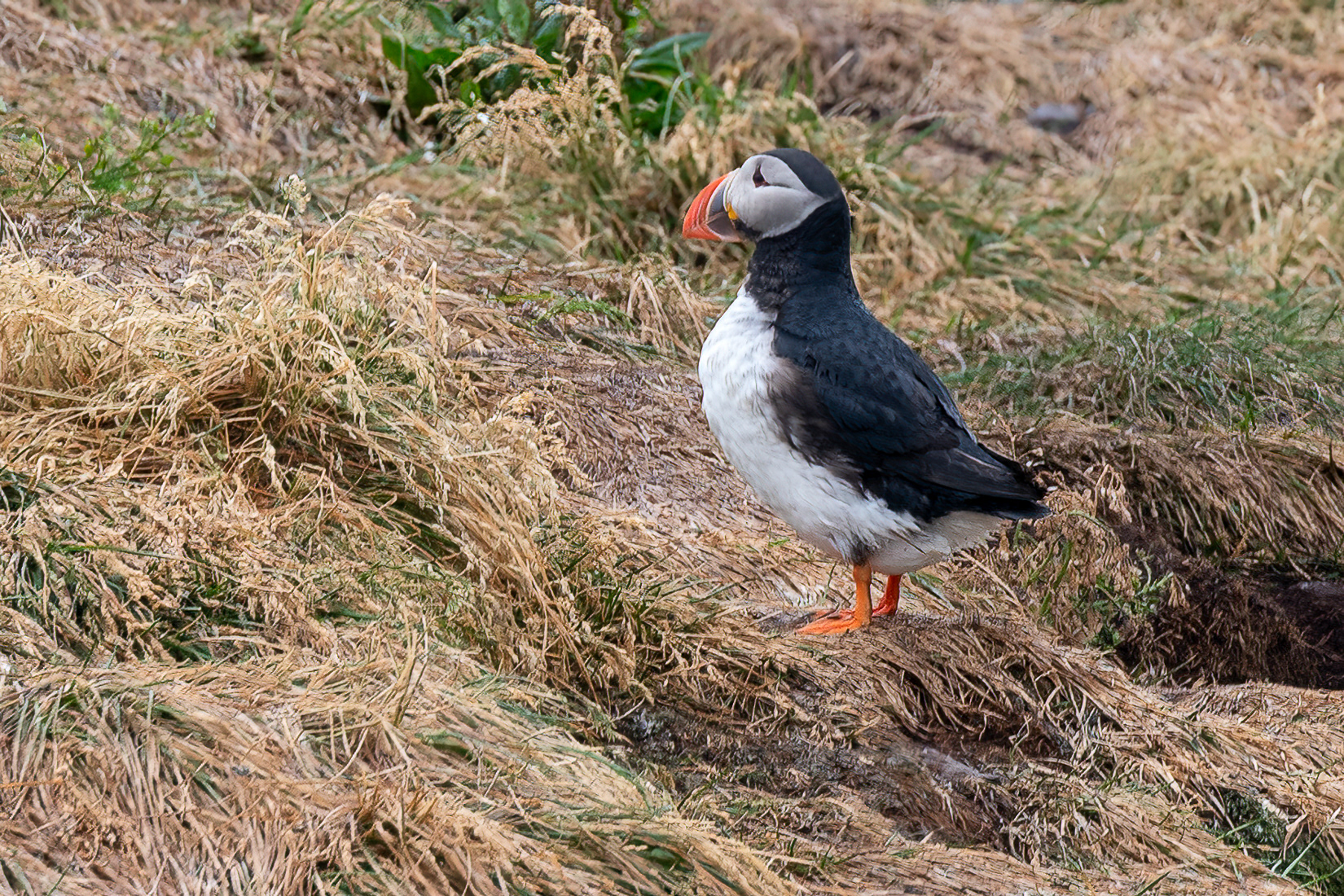 The scientific term for puffins is Fratercula arctica