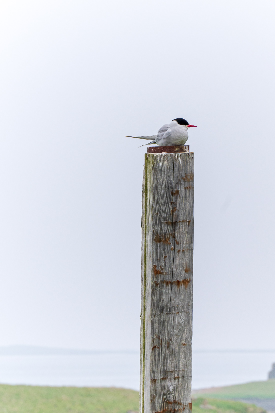 Arctic Tern