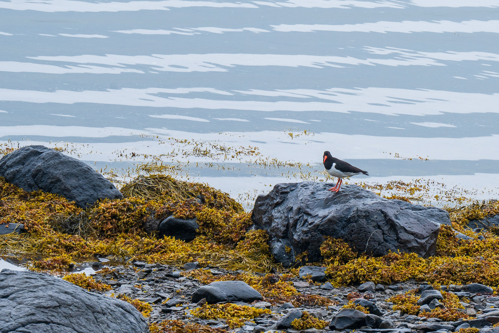 This Eurasian Oystercatcher was talking up a storm.