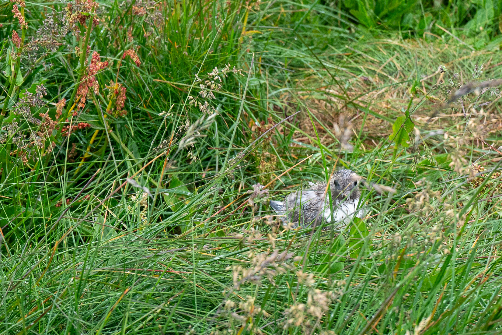 Be mindful when walking through nesting areas. Nests and chicks are everywhere.