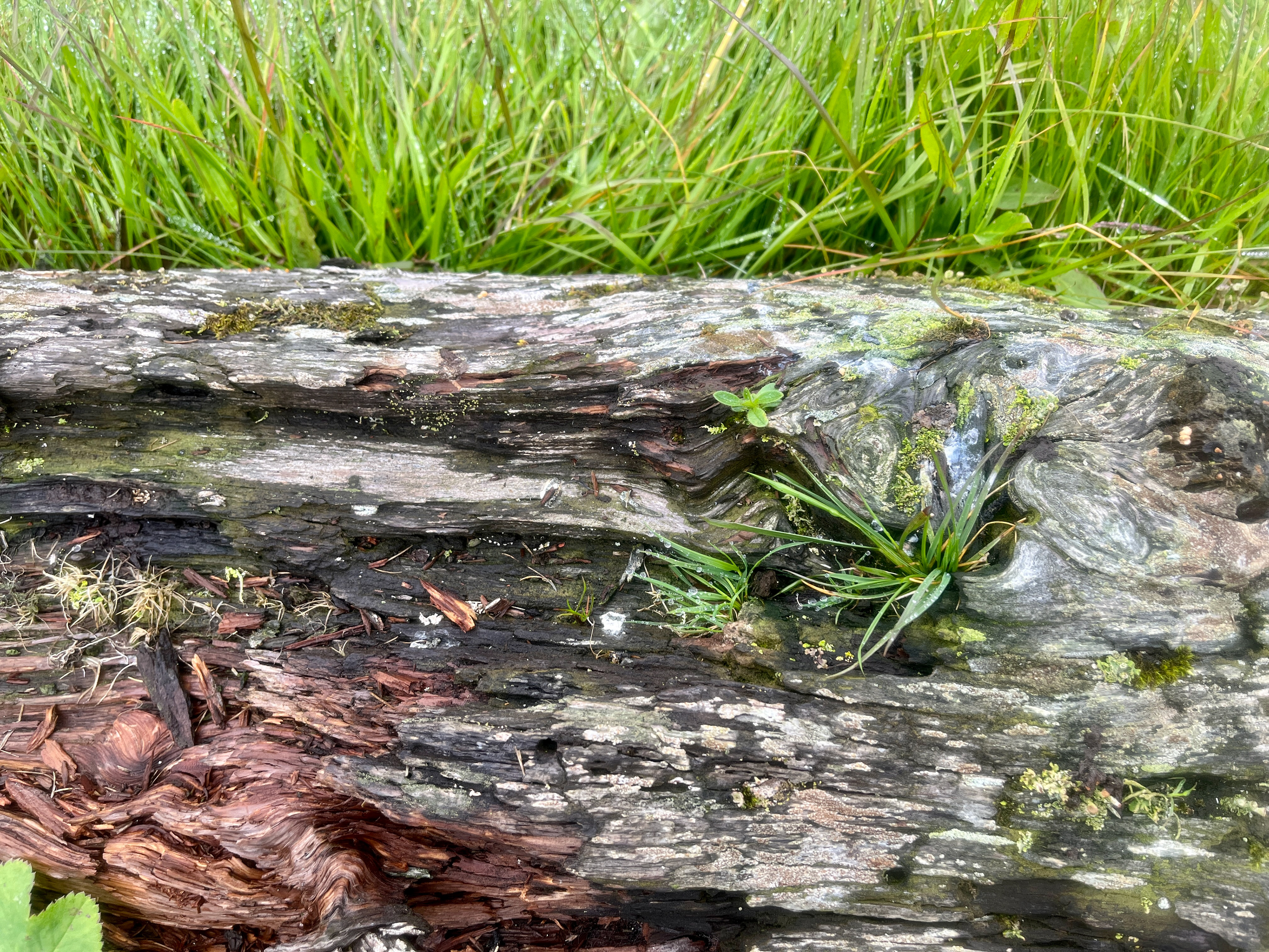 Pine washed up from Siberia.