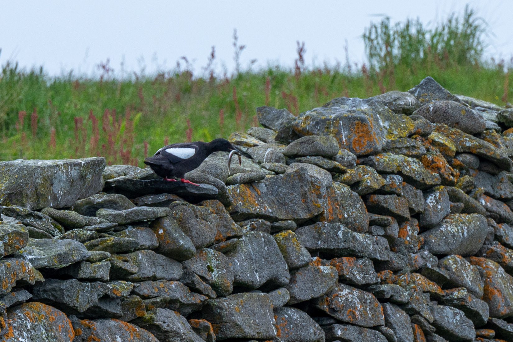 Black guillemot