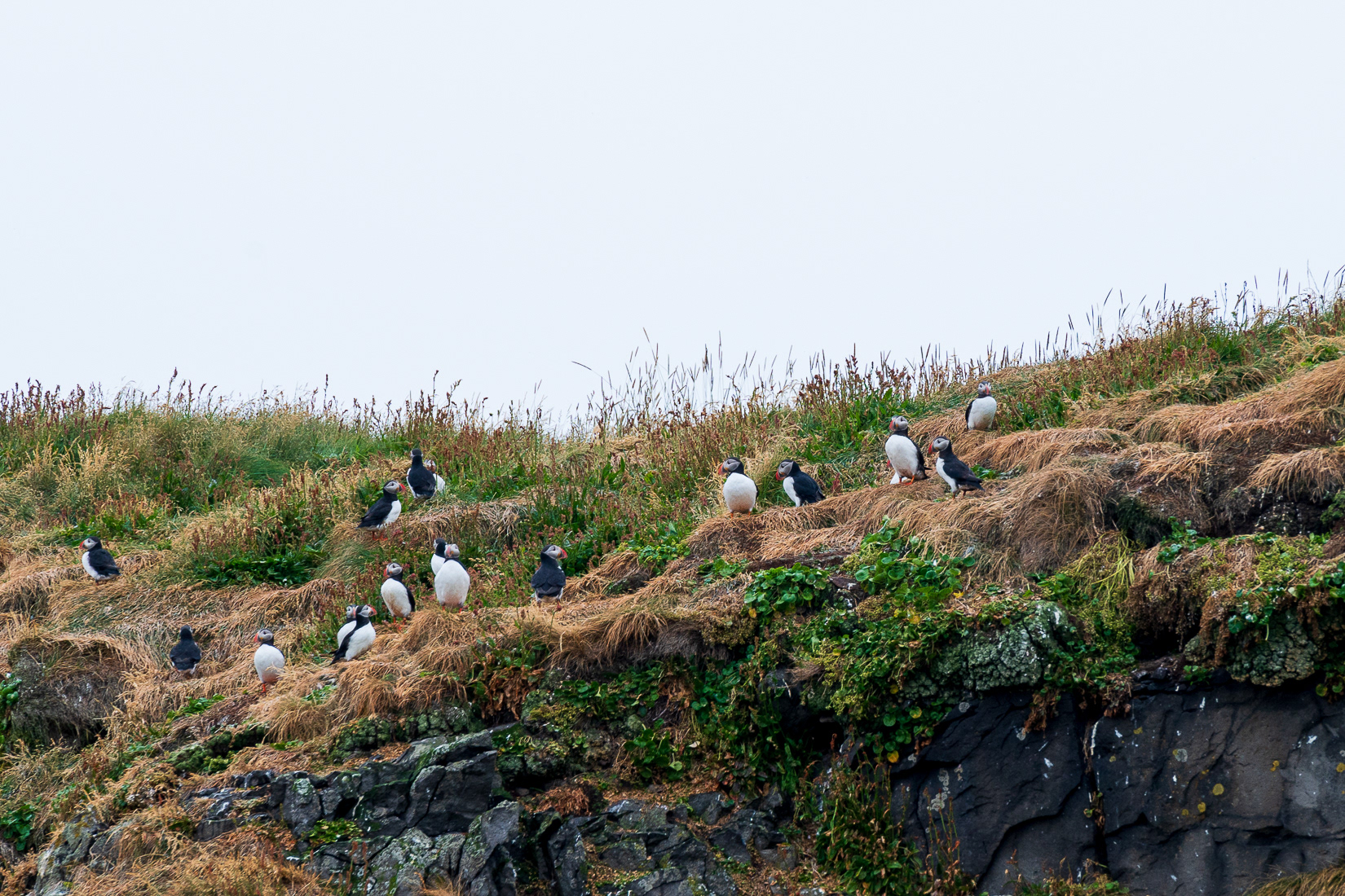 Puffins next in burrows.
