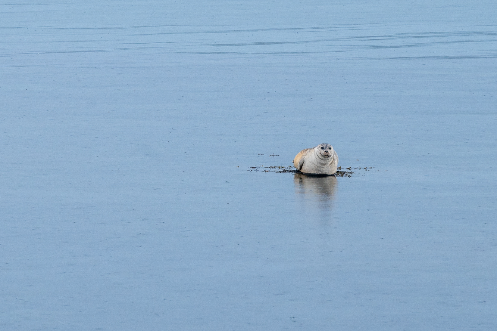 We were greeted by Harbor Seals.