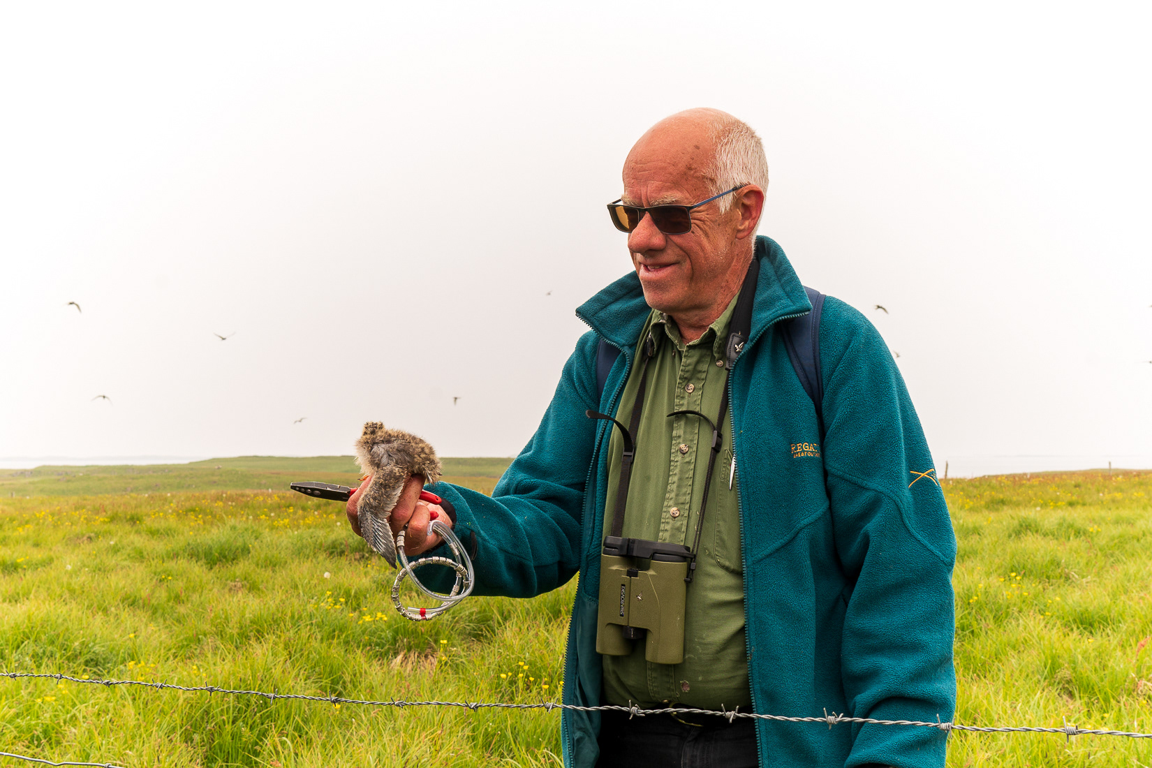 Banding Arctic Tern chicks