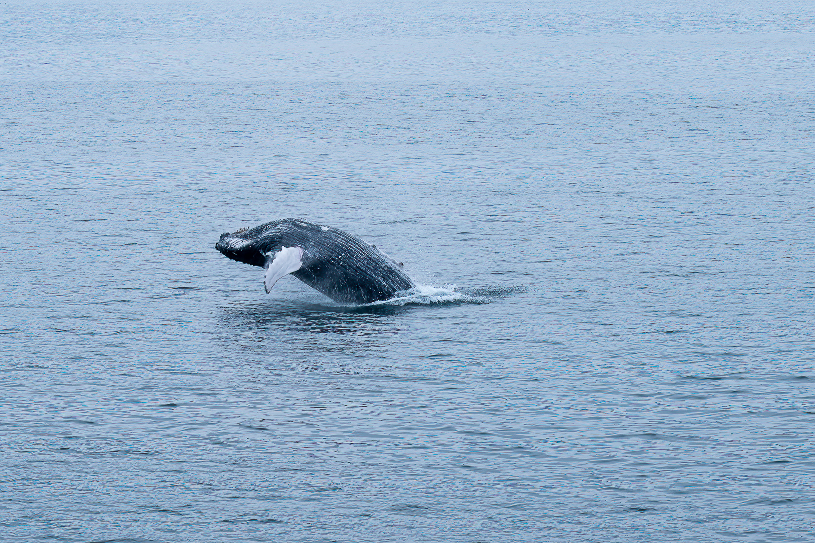 Breaching Humpback