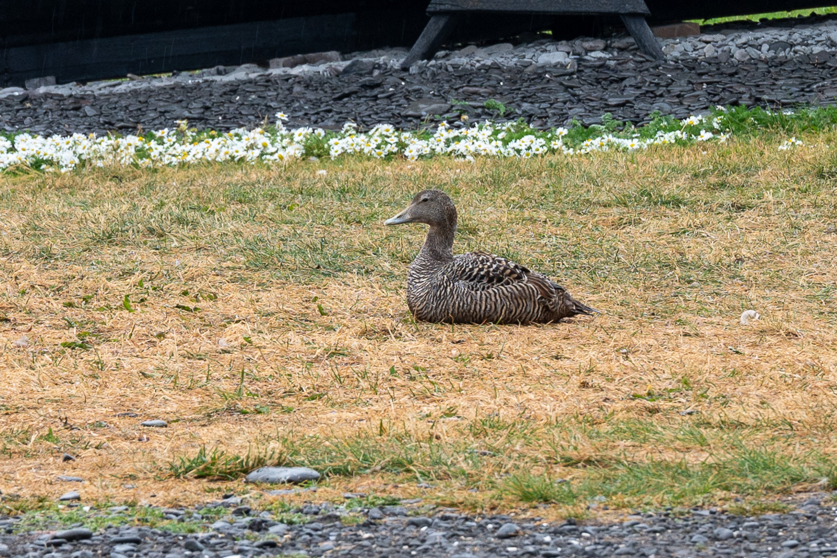 Eider Duck: the down from the nests is collected and cleaned.