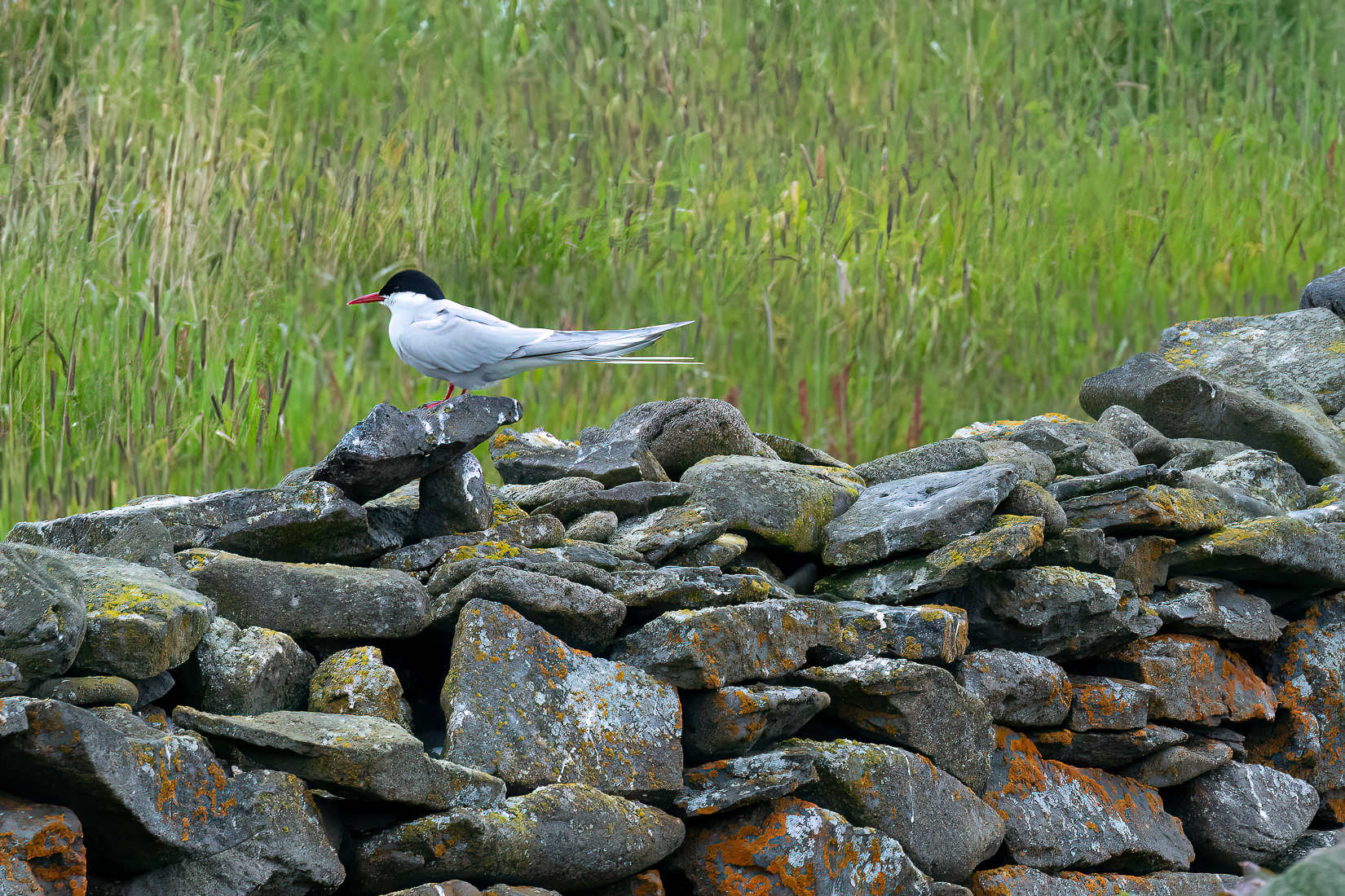 Arctic tern
